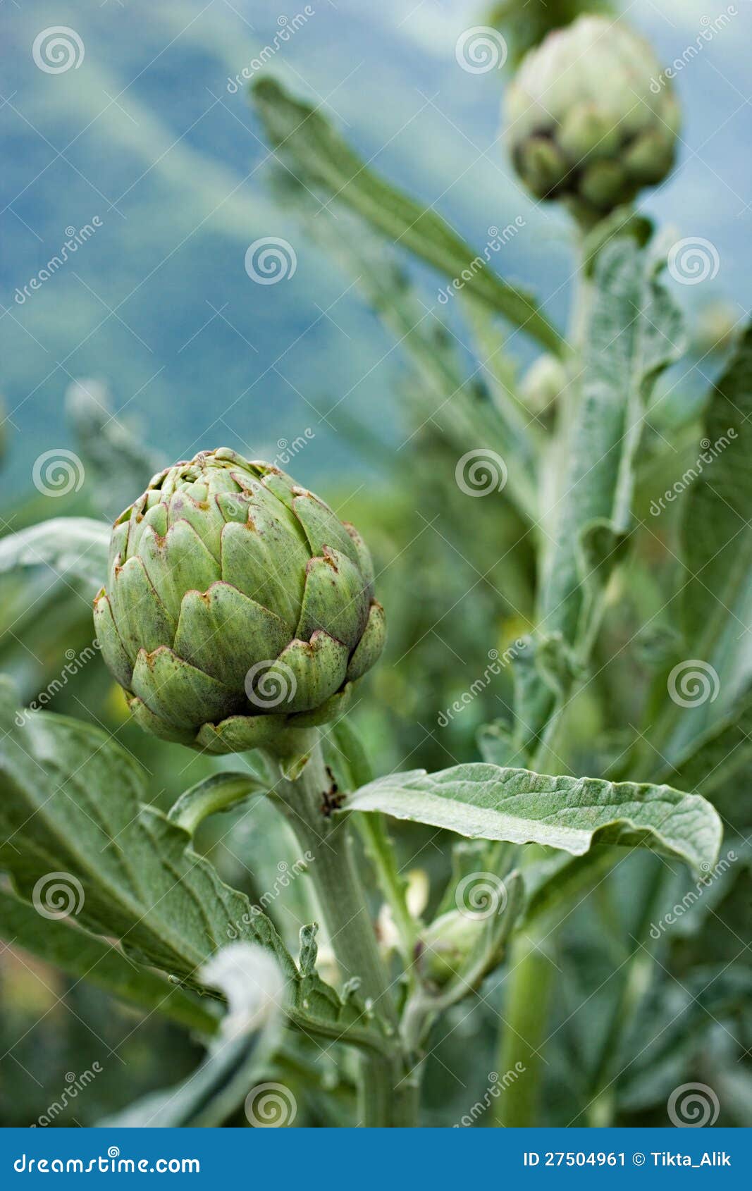 Artichokes stock image. Image of farm, plant, spain, leaf 27504961