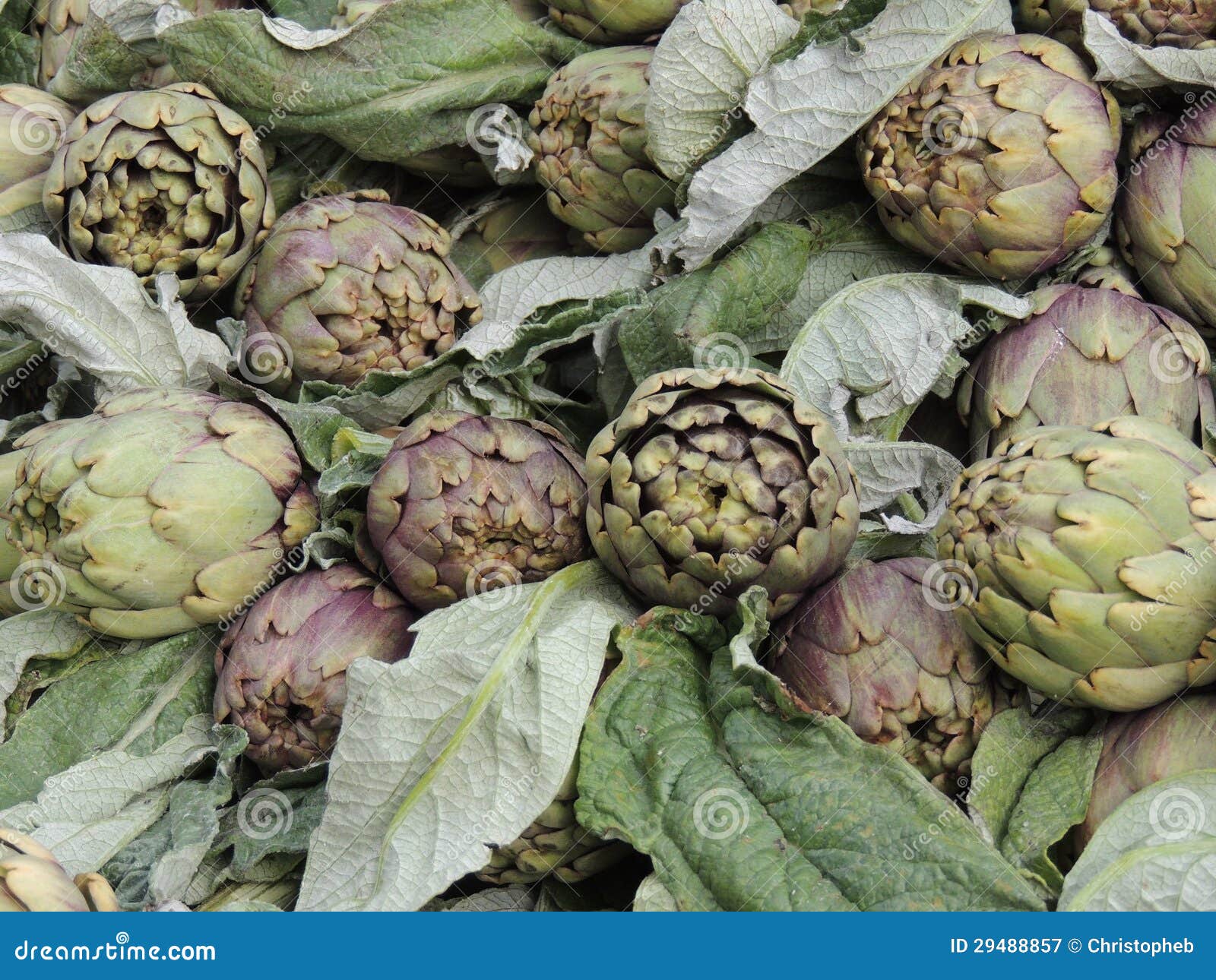 Artichokes stock image. Image of kitchen, stem, leaf 29488857