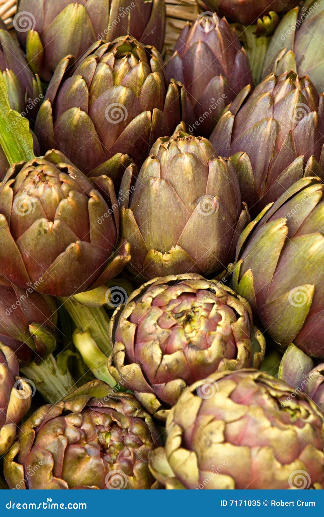 Artichokes stock image. Image of food, artichoke, nourishment 7171035