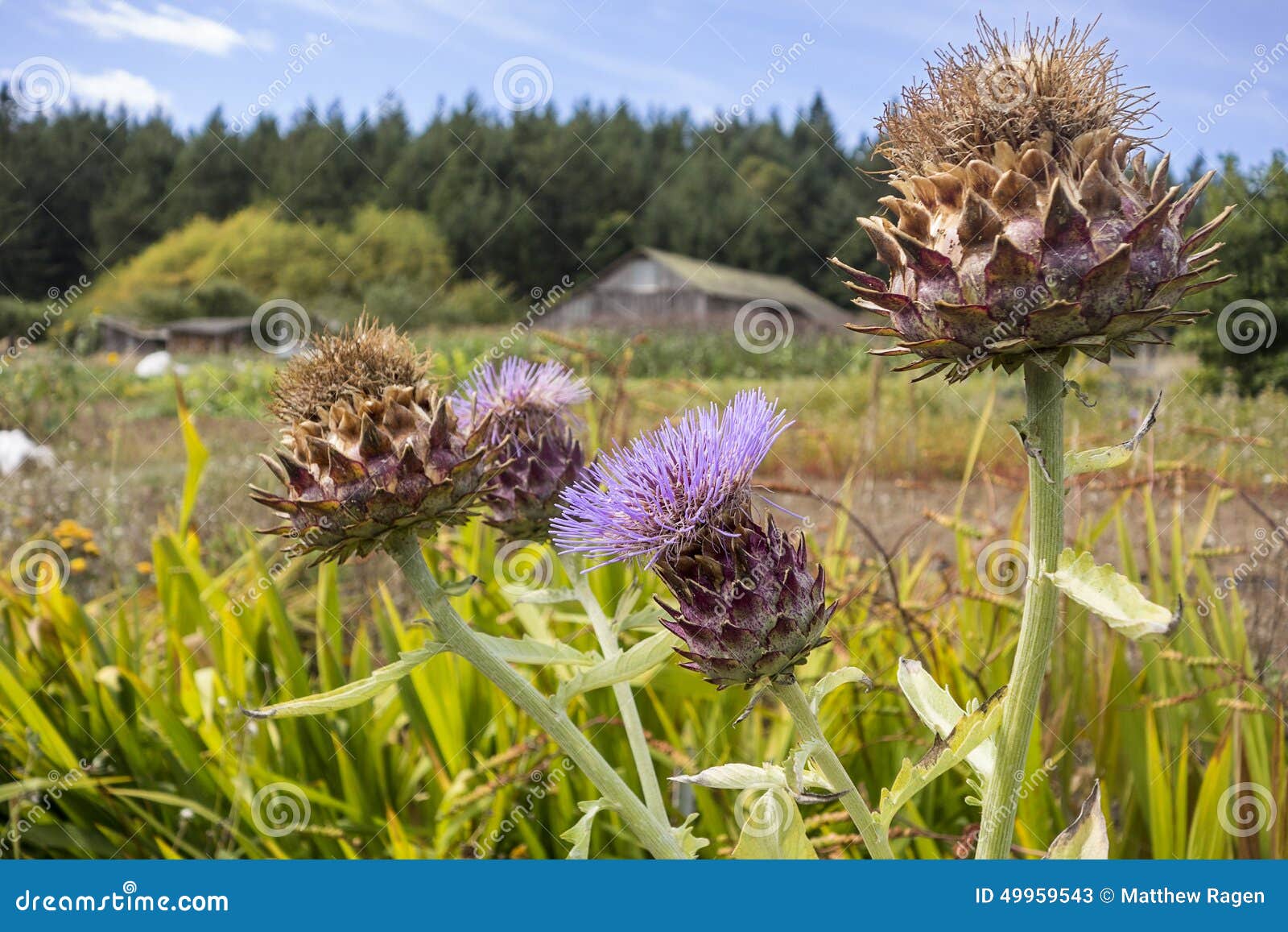 Artichokes Gone To Seed Stock Photo - Image: 49959543 Artichokes Gone To Seed Stock Photo - Image: 49959543