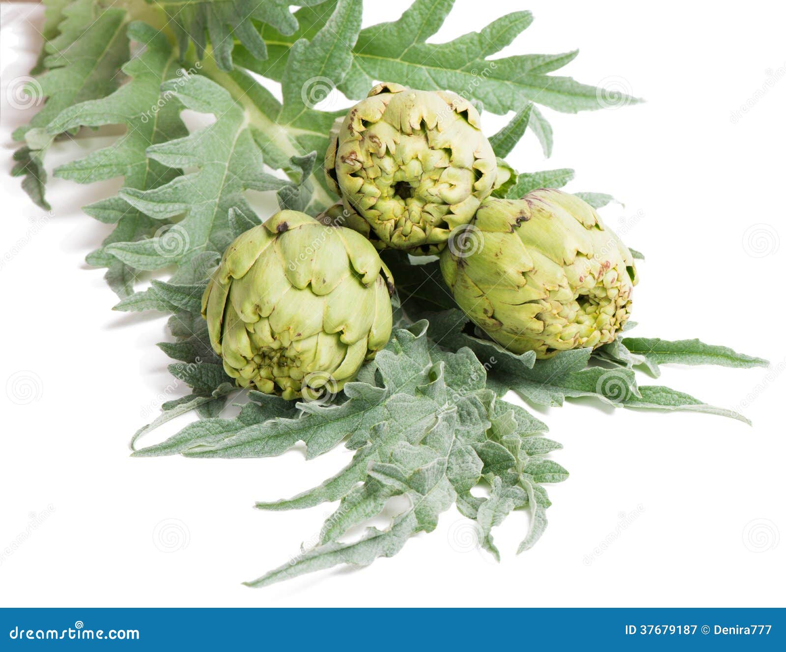 Artichokes with leaves stock image. Image of fresh, leaf 37679187