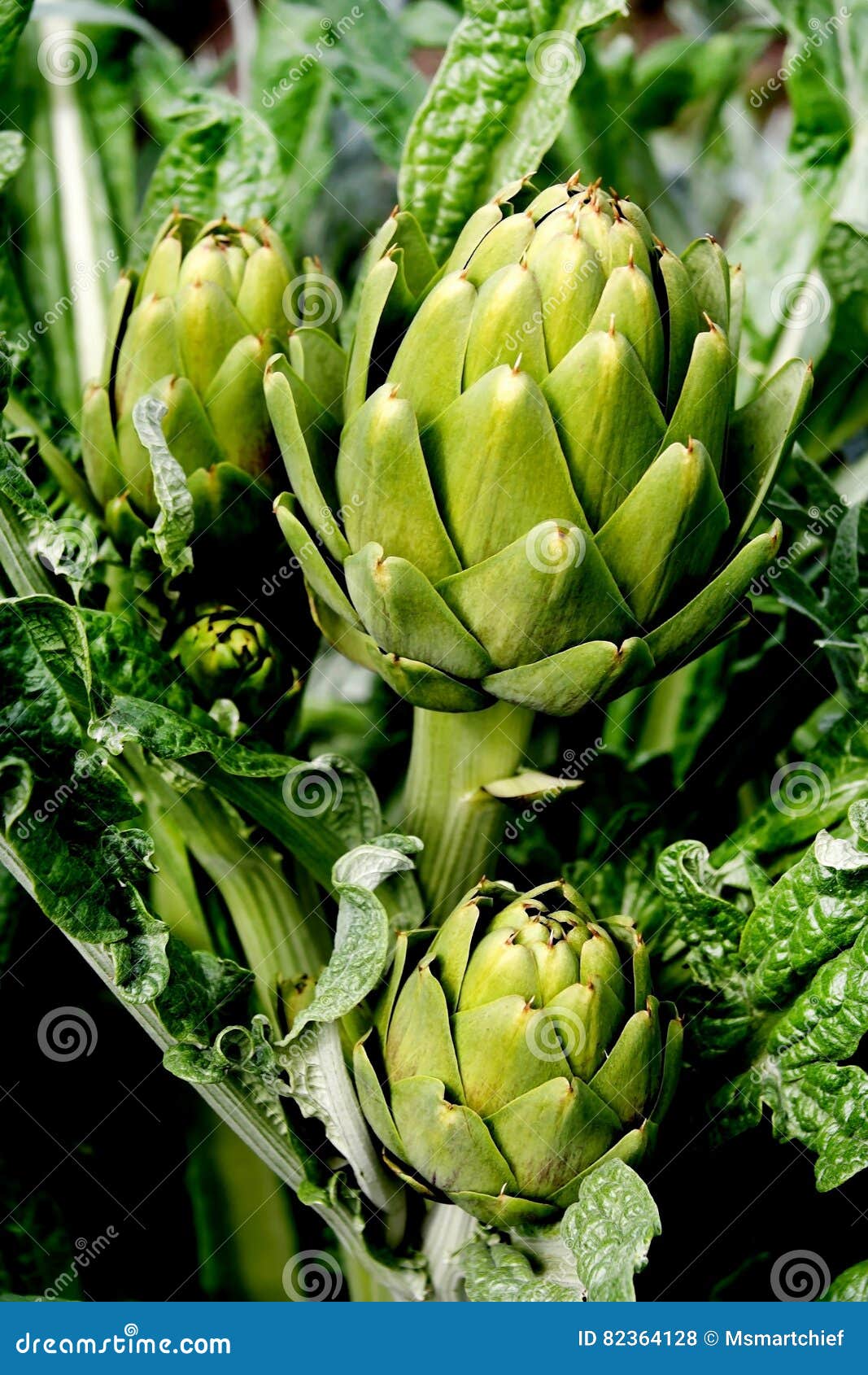 Artichokes stock photo. Image of close, ranch, produce 82364128