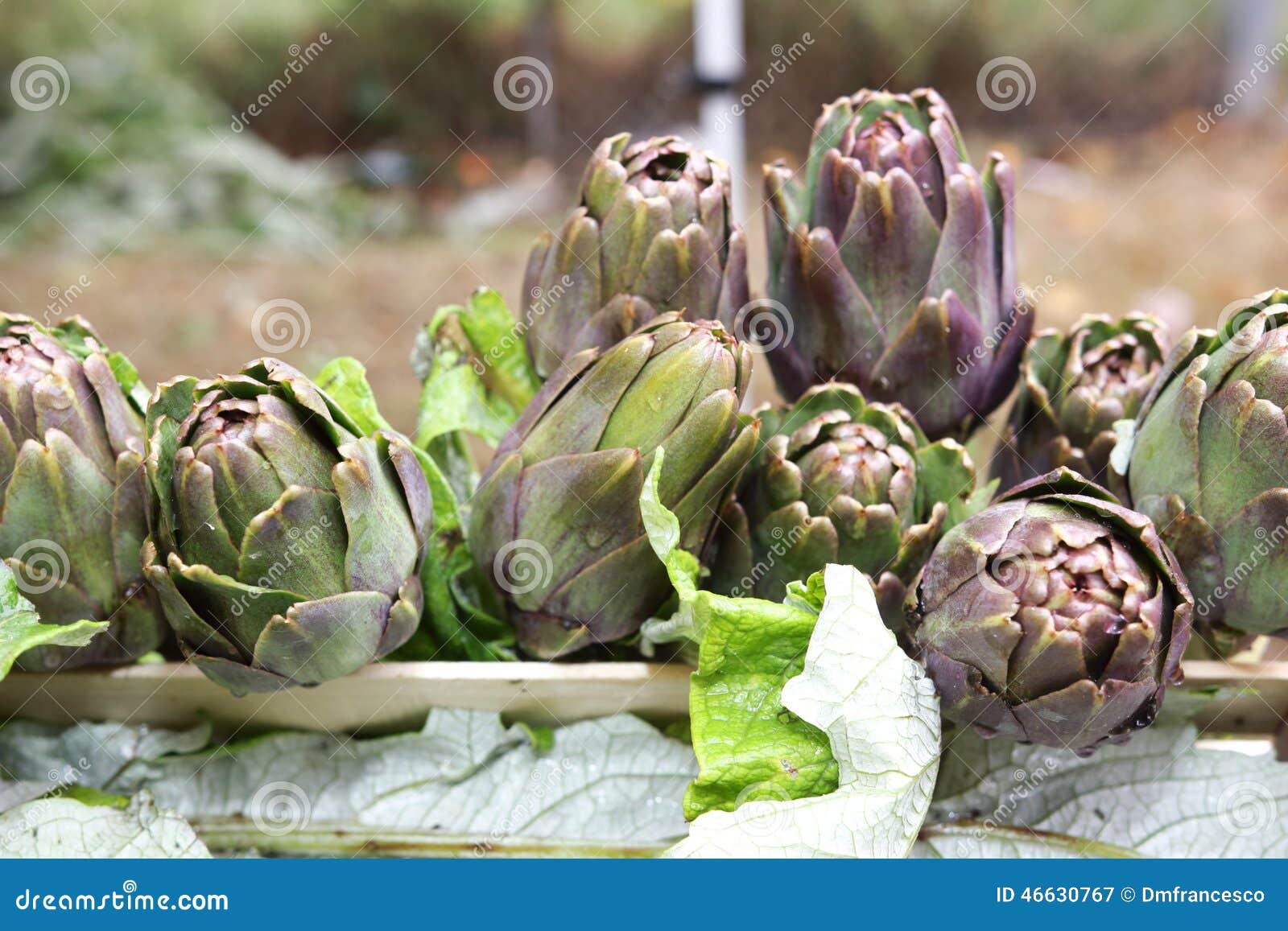Artichokes Vegetable of Season Farming Emilia Romagna Italy Stock Image