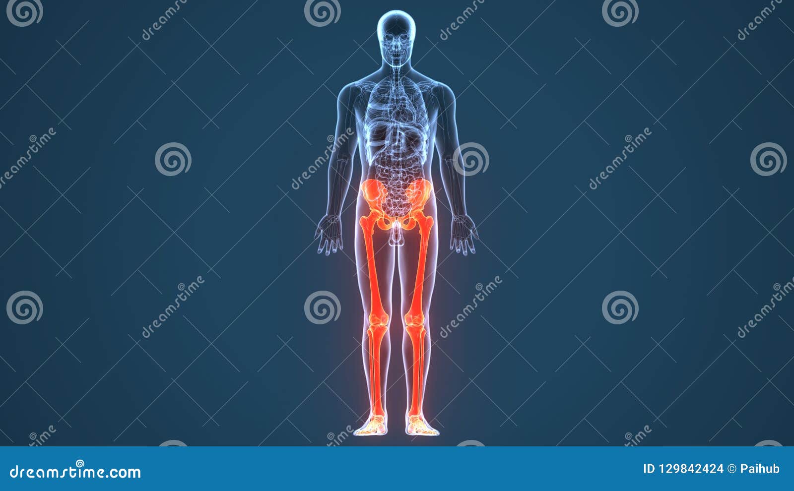 3d Illustration Of Human Body Lower Bone Anatomy Stock Illustration Illustration Of Intended Link 129842424