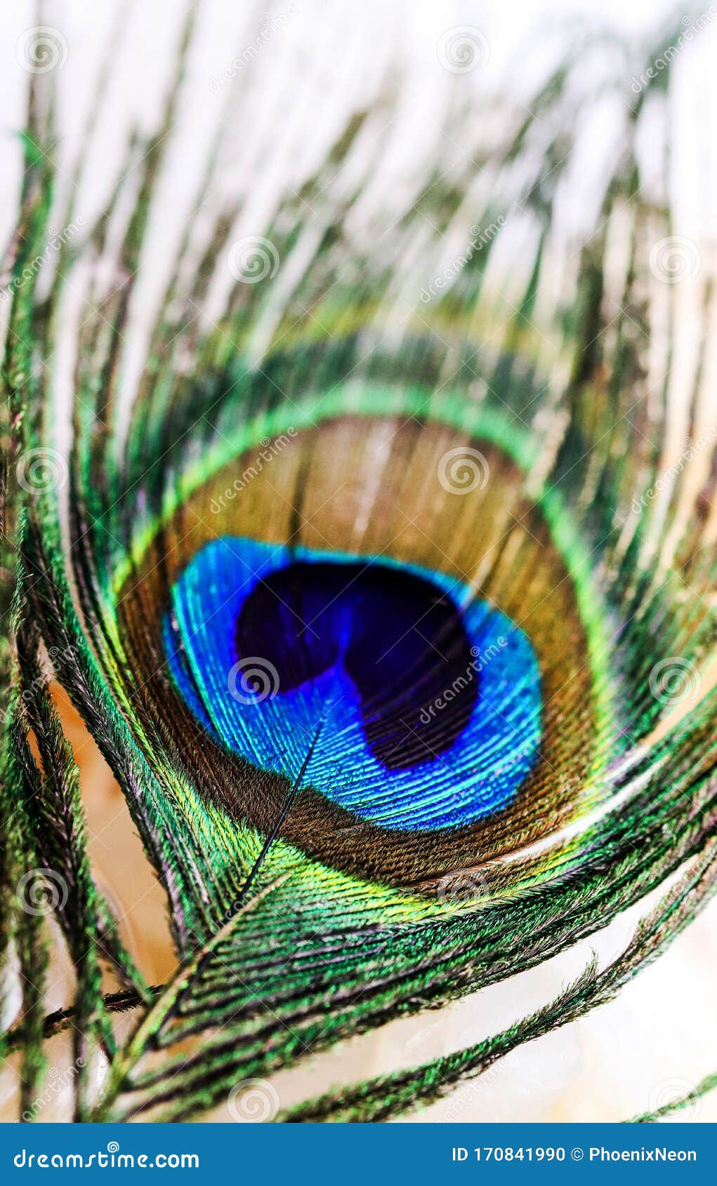 Artictic Exotic Tropical Peacock Feathers Composition, Vibrant Backdrop ...