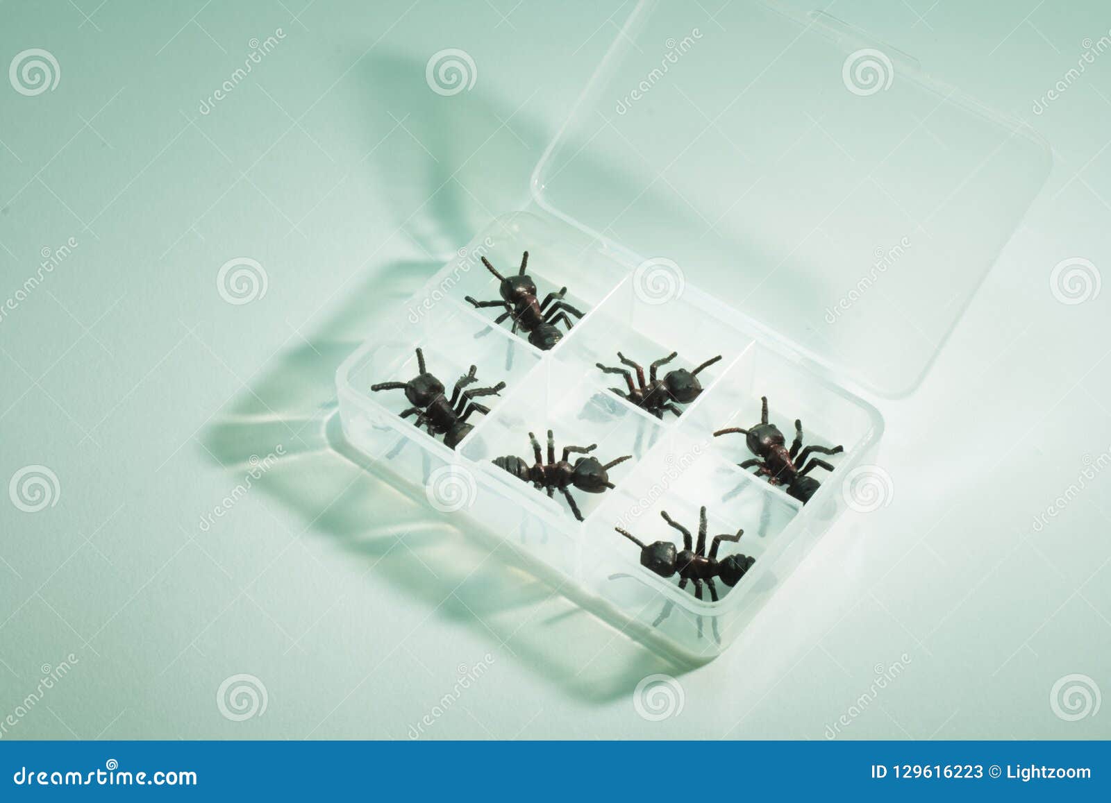 Artificial Ants In Plastic Container RoyaltyFree Stock Photography