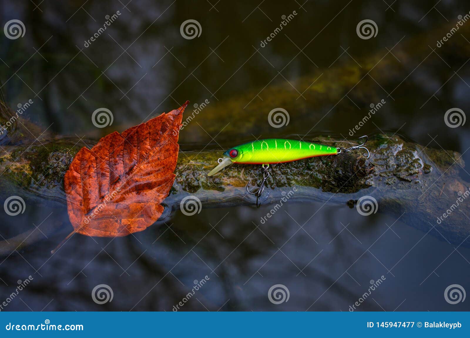 Artificial Bait for Fish and a Leaf on a Snag in the Water Stock