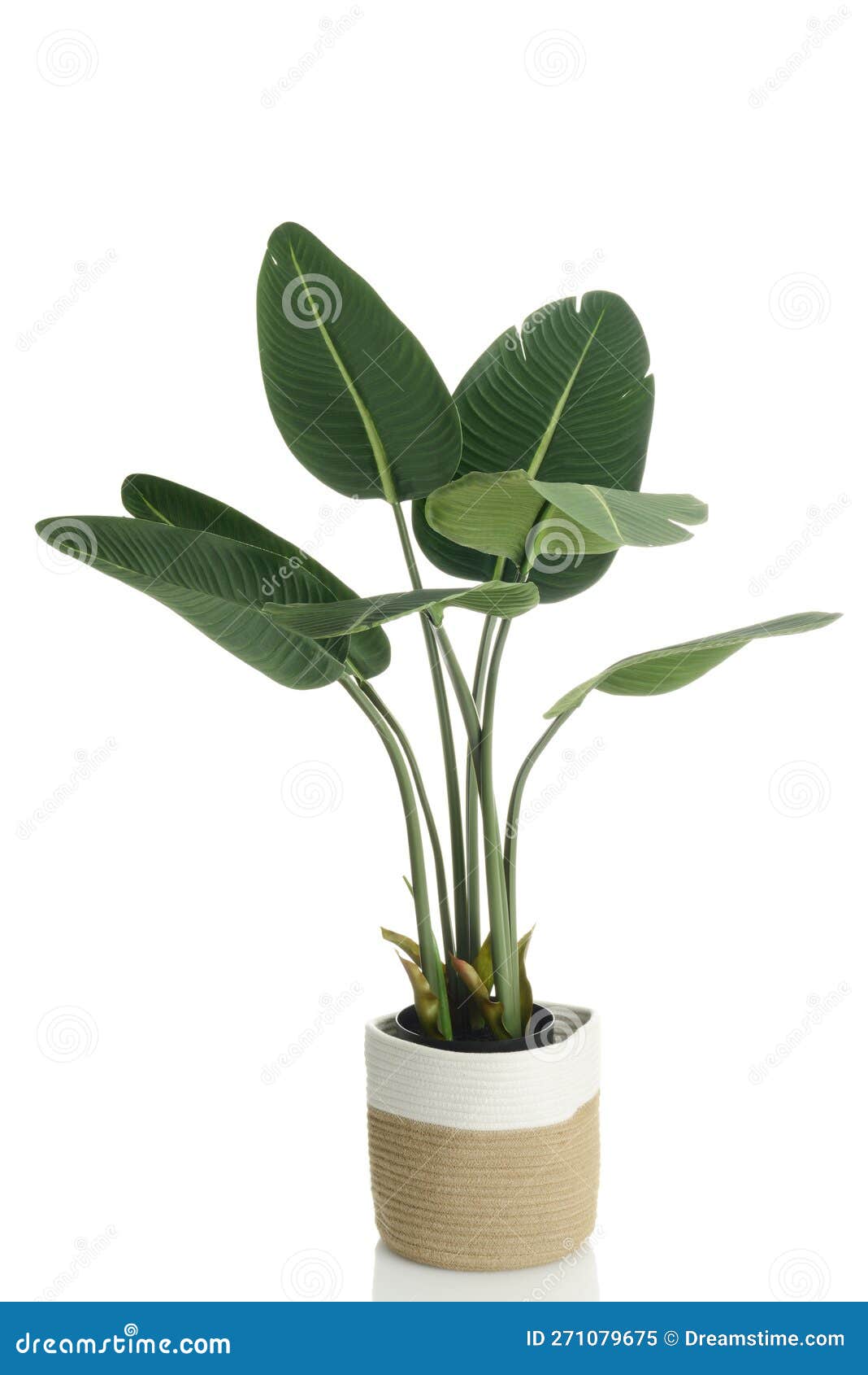 Artificial Banana Tree Plant in Rope Basket Stock Image Image of