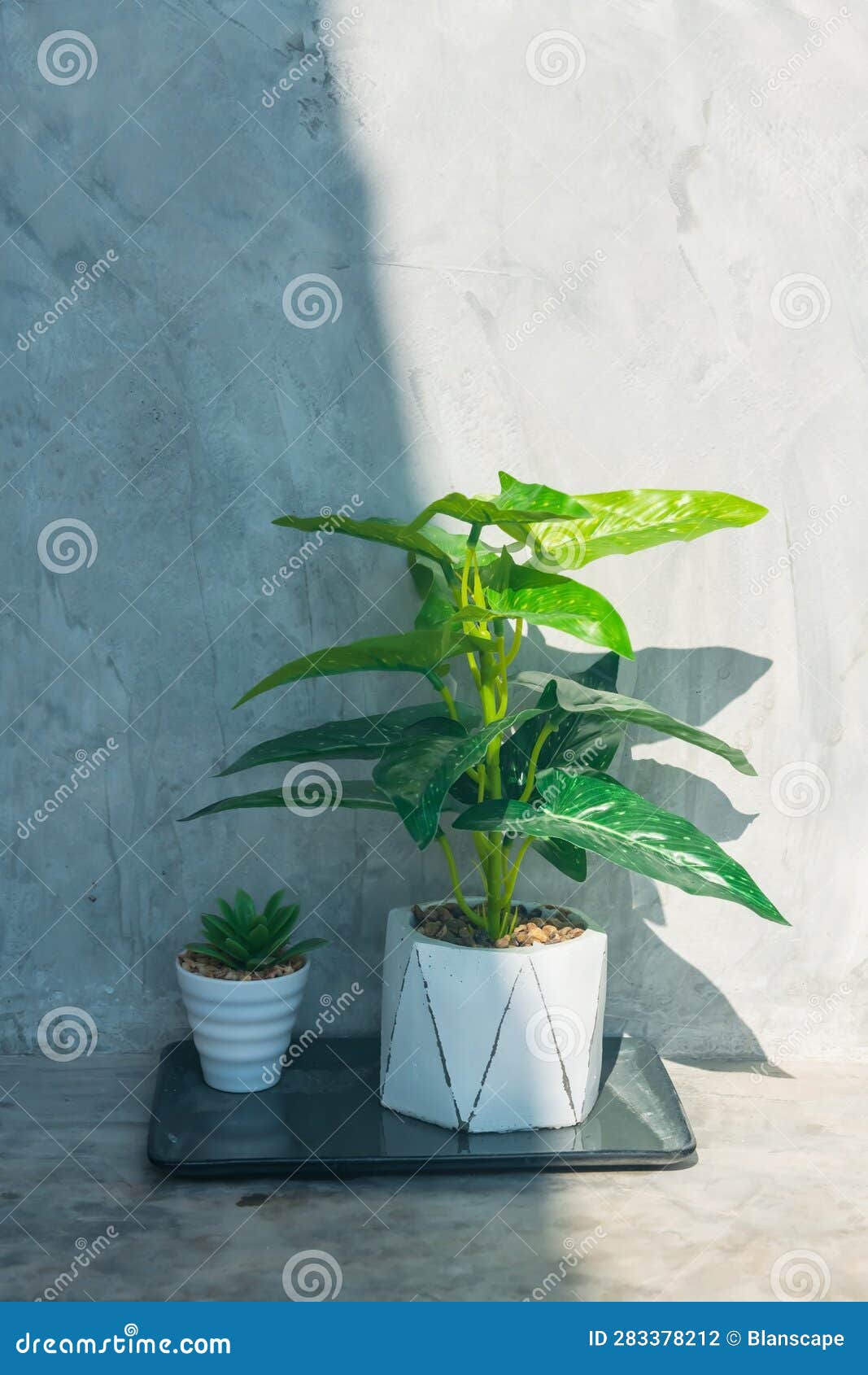 Artificial Green Plant on Pot by Concrete Wall Stock Photo Image of