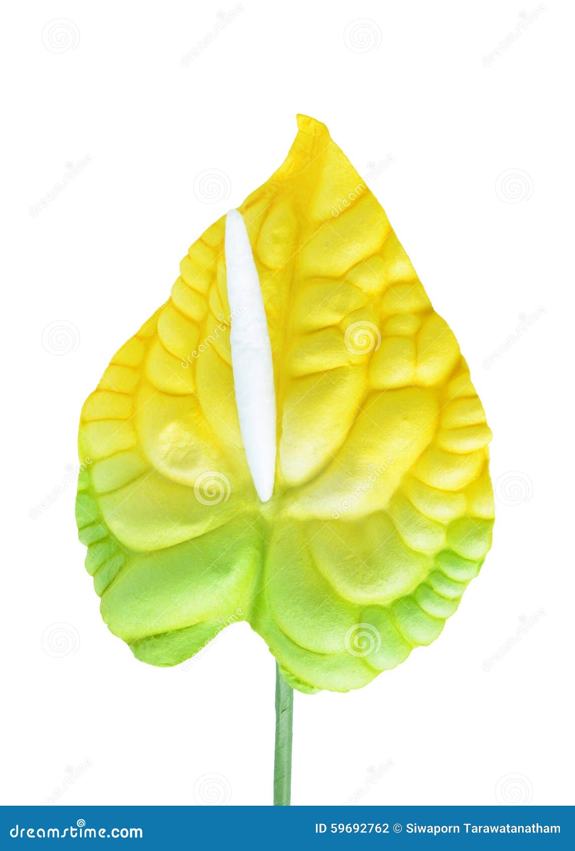 Artificial Hibiscus Flowers Stock Photo Image of malvaceae, nature