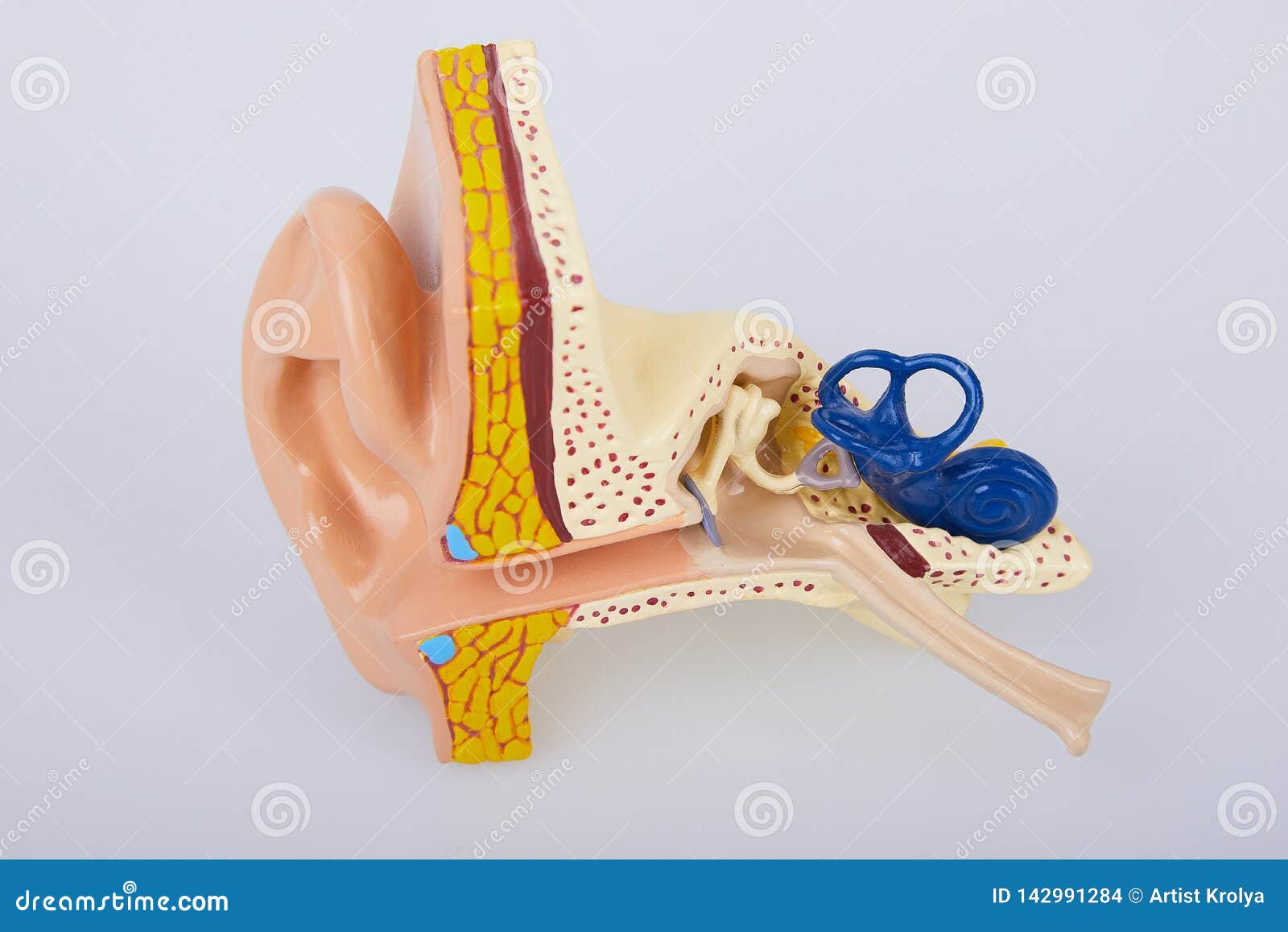 ear clay model