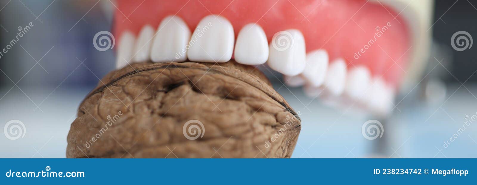 Artificial Human Jaw and Walnut. Strong Strong Teeth Stock Photo