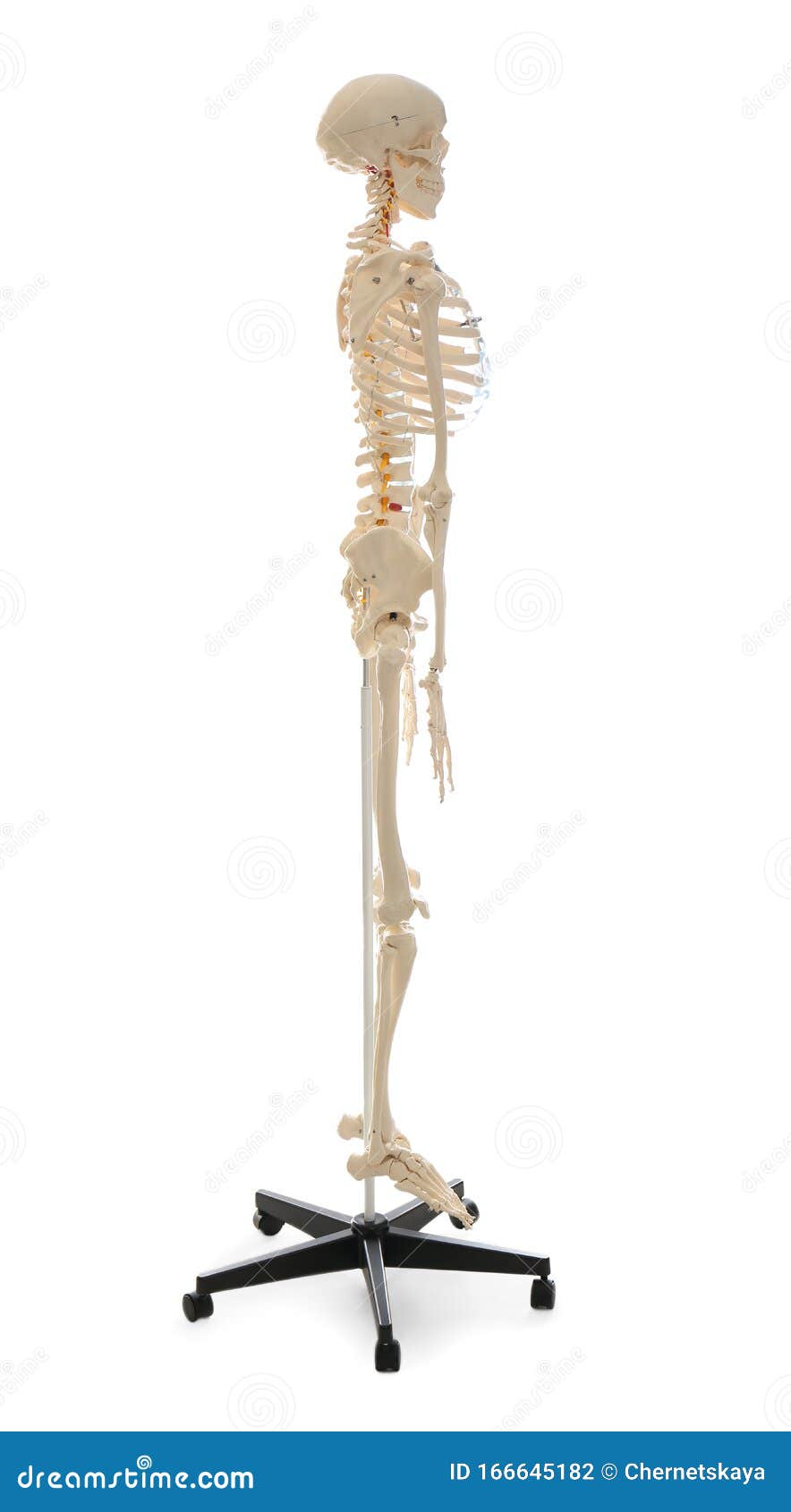Artificial Human Skeleton Model Isolated Stock Photo Image of column