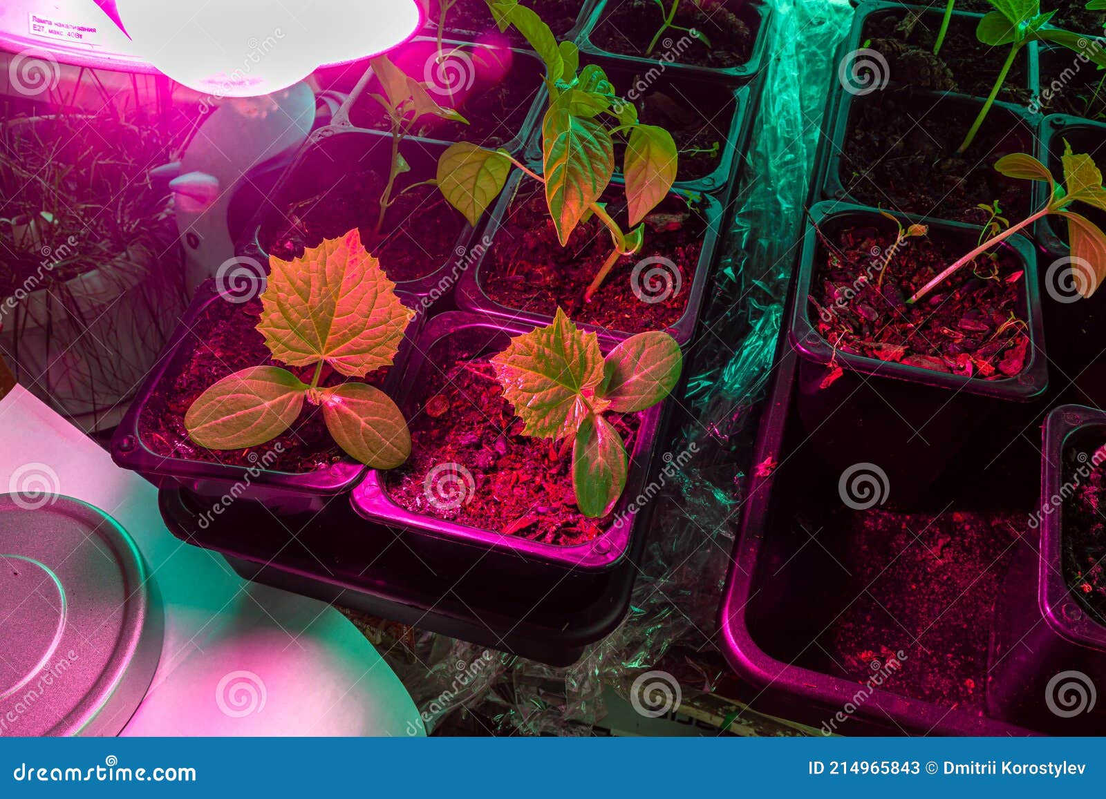 artificial lighting and prolongation of daylight hours for the development of young shoots of cucumbers and capsicum
