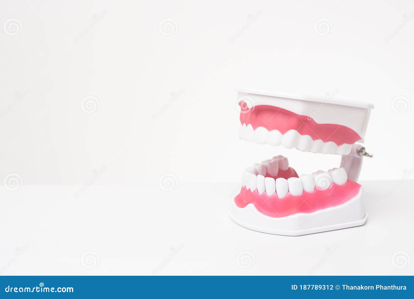 Modèle De Démonstration Dentaire Redland B4-01 - Dents éducatives Pour Orthodontie, Laboratoire, études