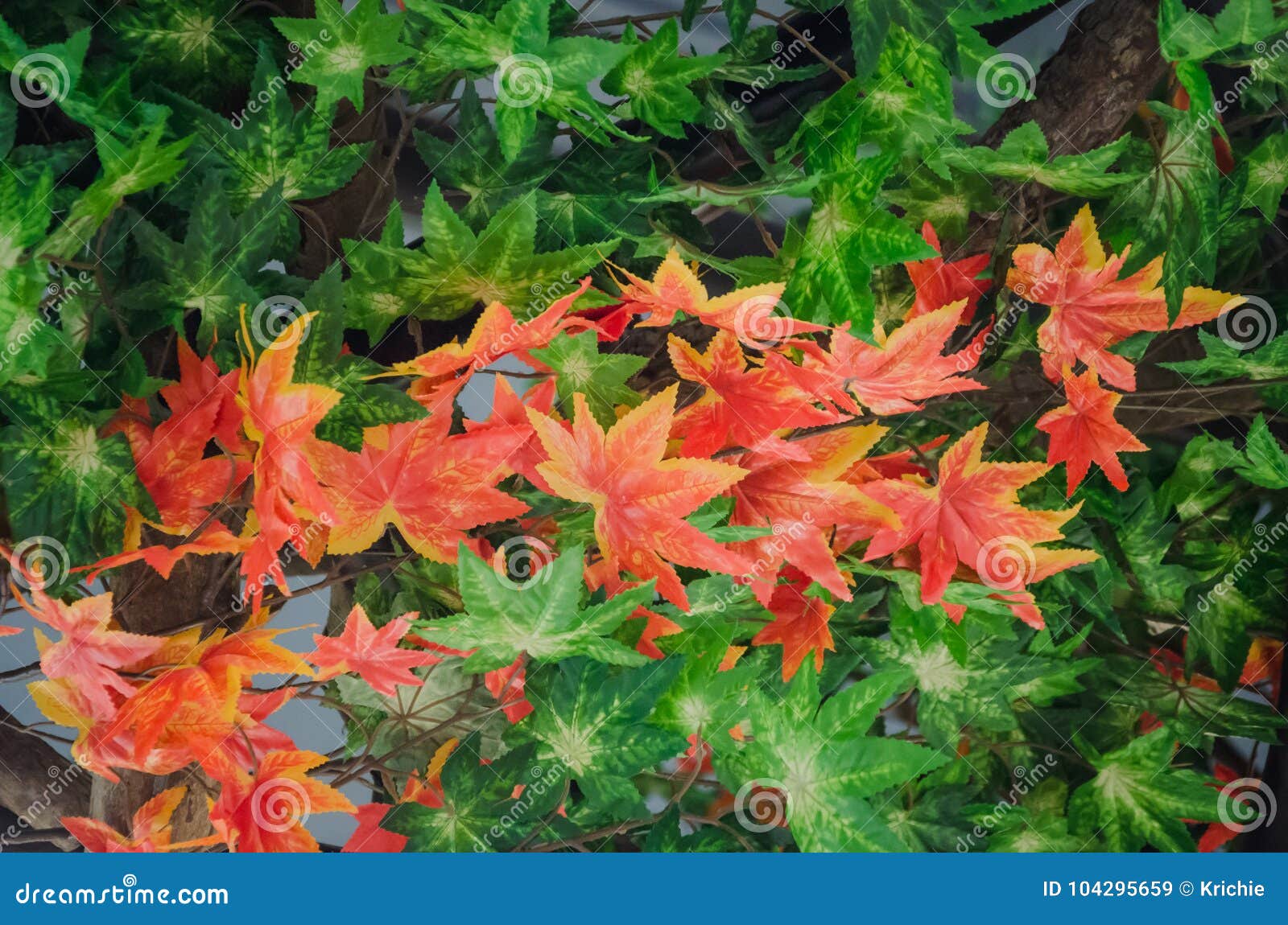 Plastic maple leaves stock image. Image of plastic, foliage 104295659