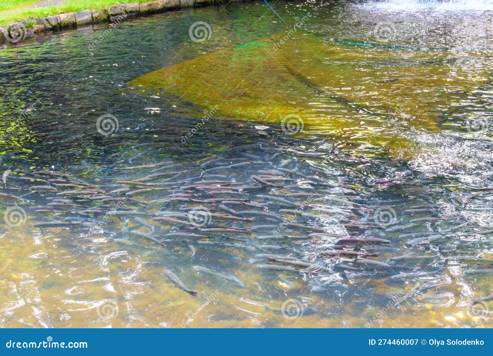 Artificial Pond with Fish on Trout Farm Stock Image Image of life