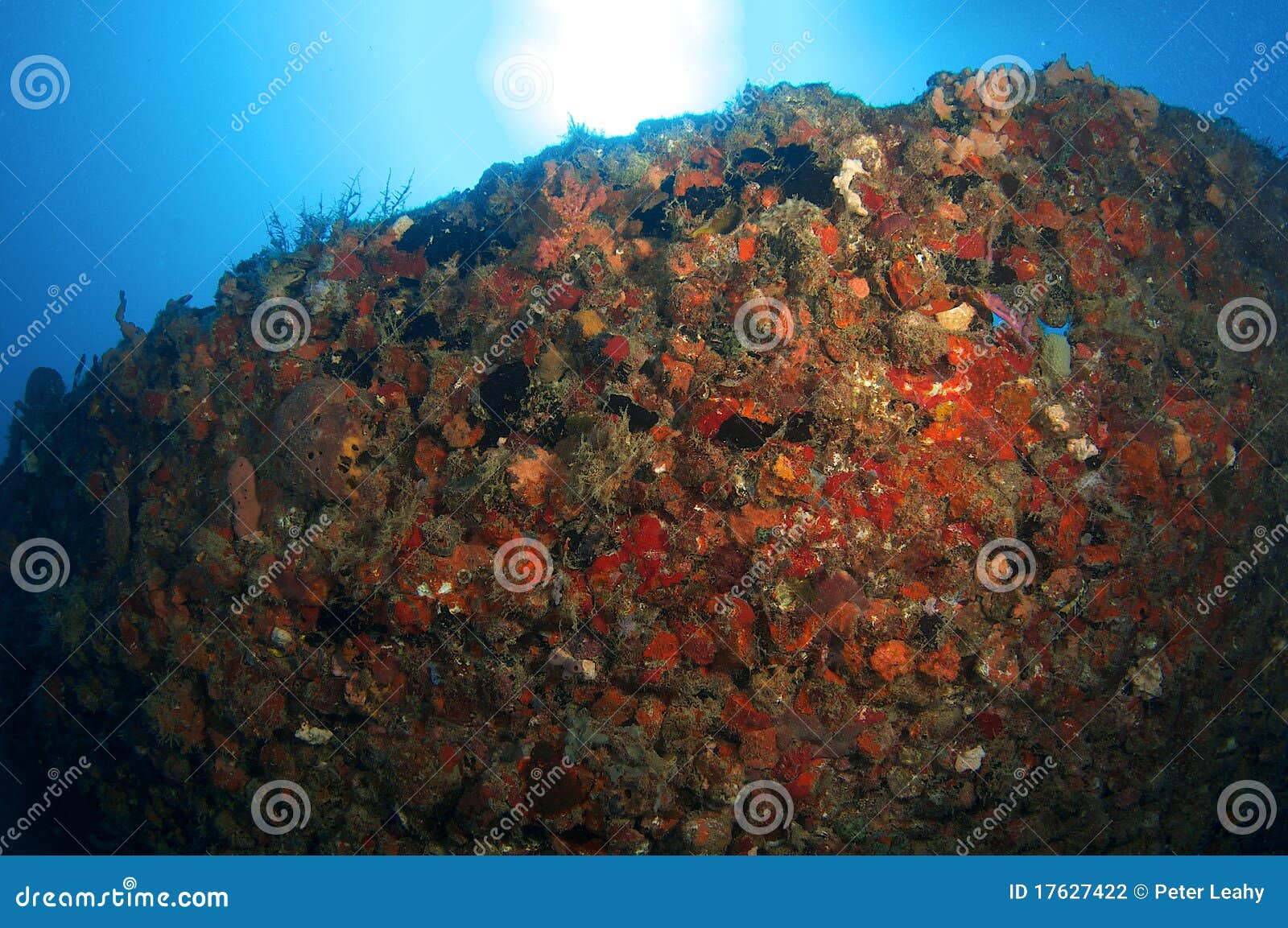 Artificial Reef Named the Berry Patch Stock Photo Image of biology