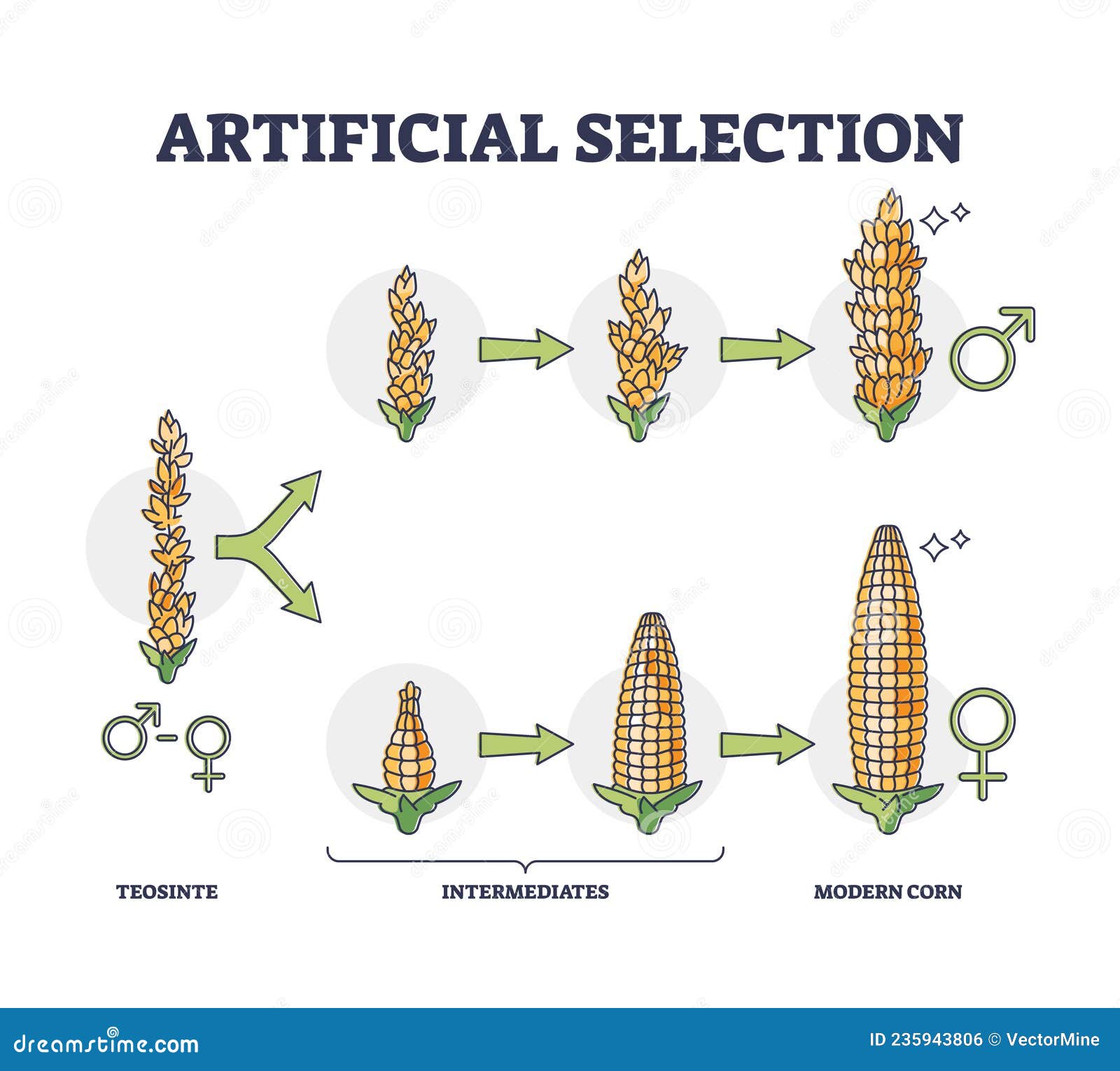Artificial selection with selective breeding for vegetables outline