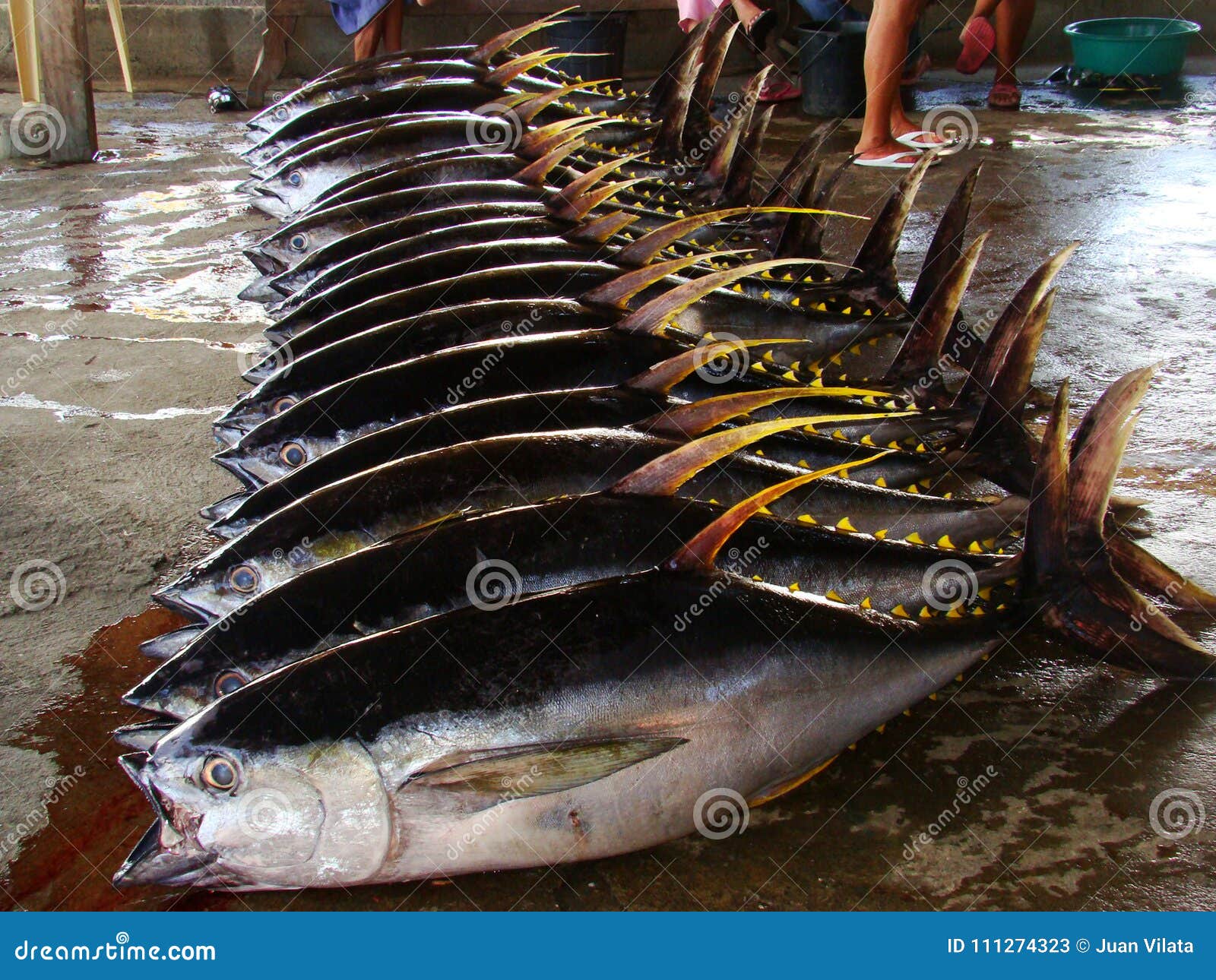 Artisanal Filipino handline fishermen landing yellowfin tuna Thunnus  albacares in Occidental Mindoro Stock Photo - Alamy