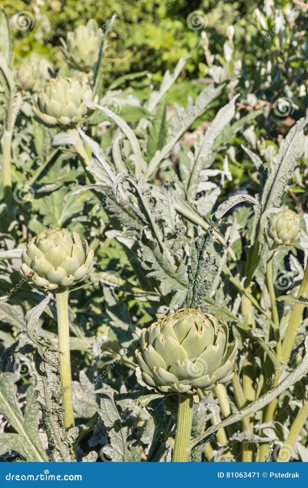 Artischocken, Die Im Garten Wachsen Stockbild Bild von gemüse