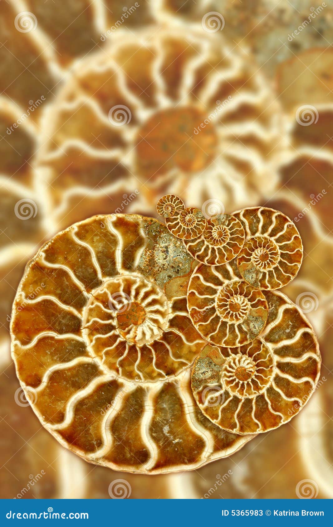 artistic fossil pattern