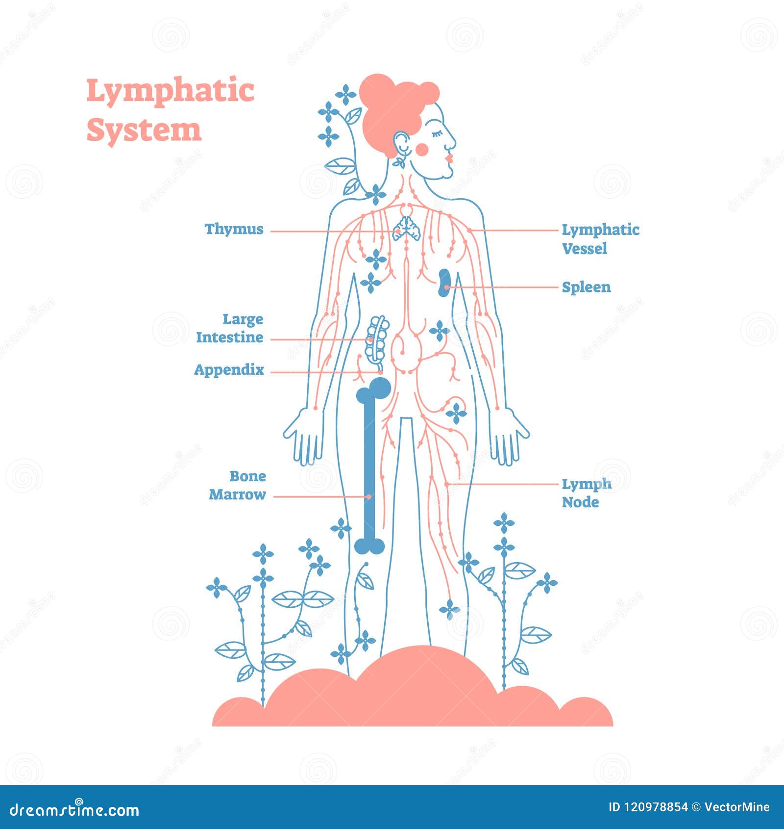 Artistic Lymphatic System Anatomical Vector Illustration Diagram Poster ...