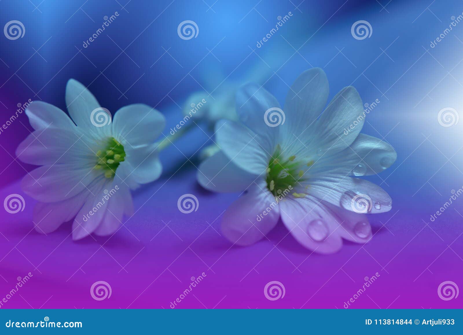 A Stone Track In Spring Garden Natural Background, Wallpaper, Nature Wallpaper, Free Wallpaper Background Image And Wallpaper for Free Download