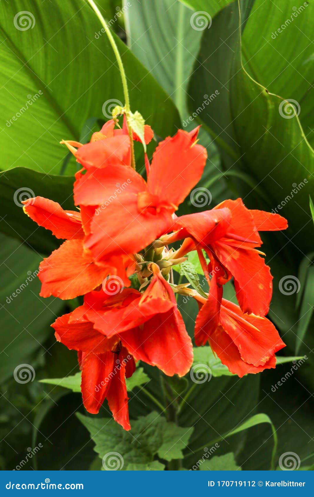 Artistic Portrait Photo of a Orange Canna Indica Flower with Dark ...