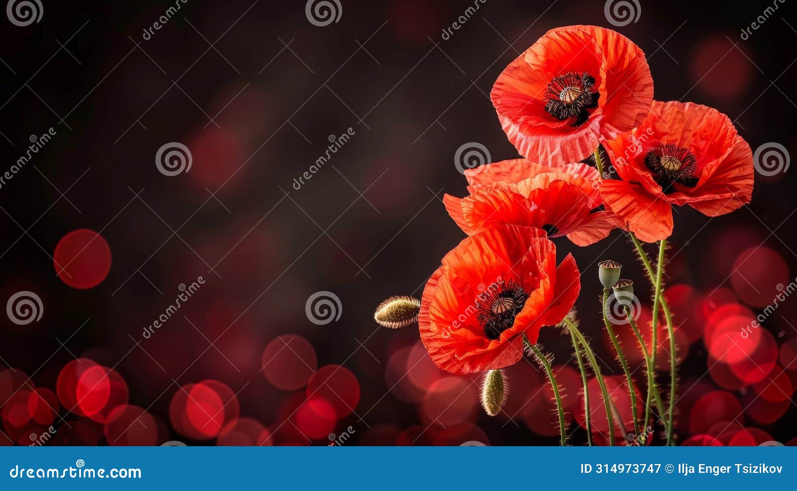 artistic red poppies on black, izing remembrance, armistice, and anzac day commemoration