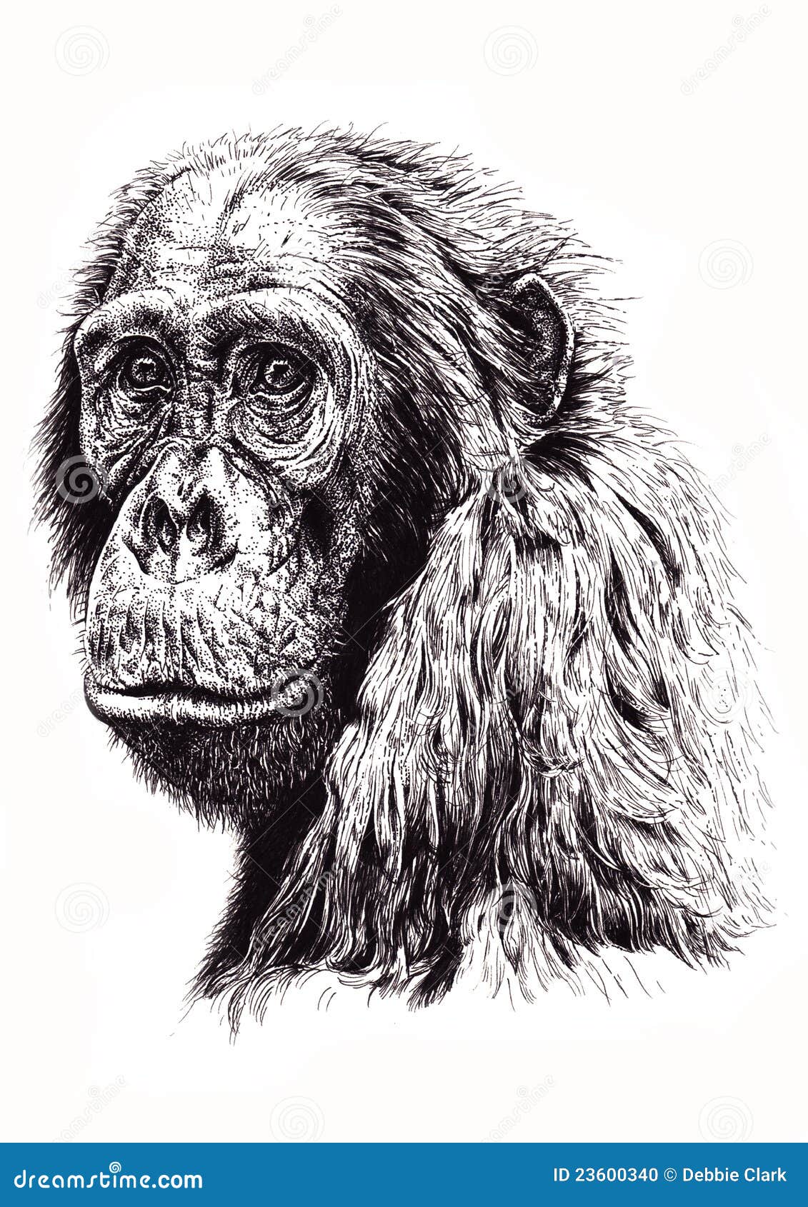 artistic sketch of ape