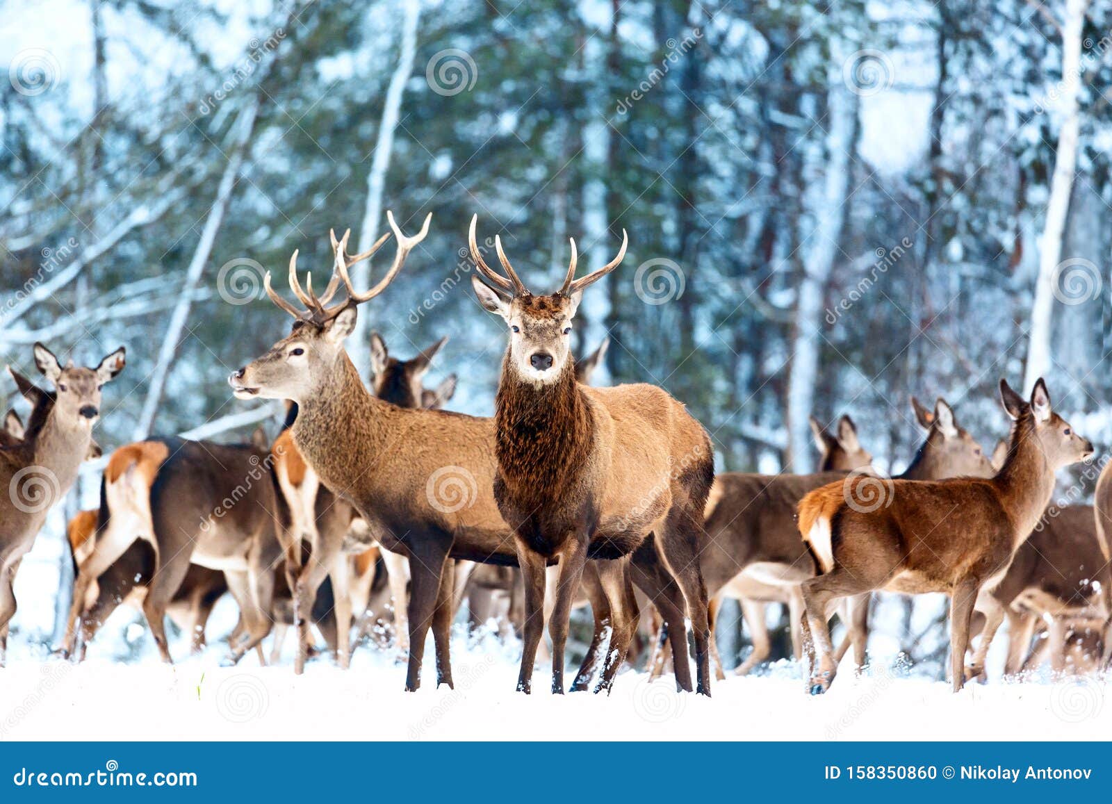 artistic winter christmas nature image. winter wildlife landscape with noble deers cervus elaphus. many deers in winter