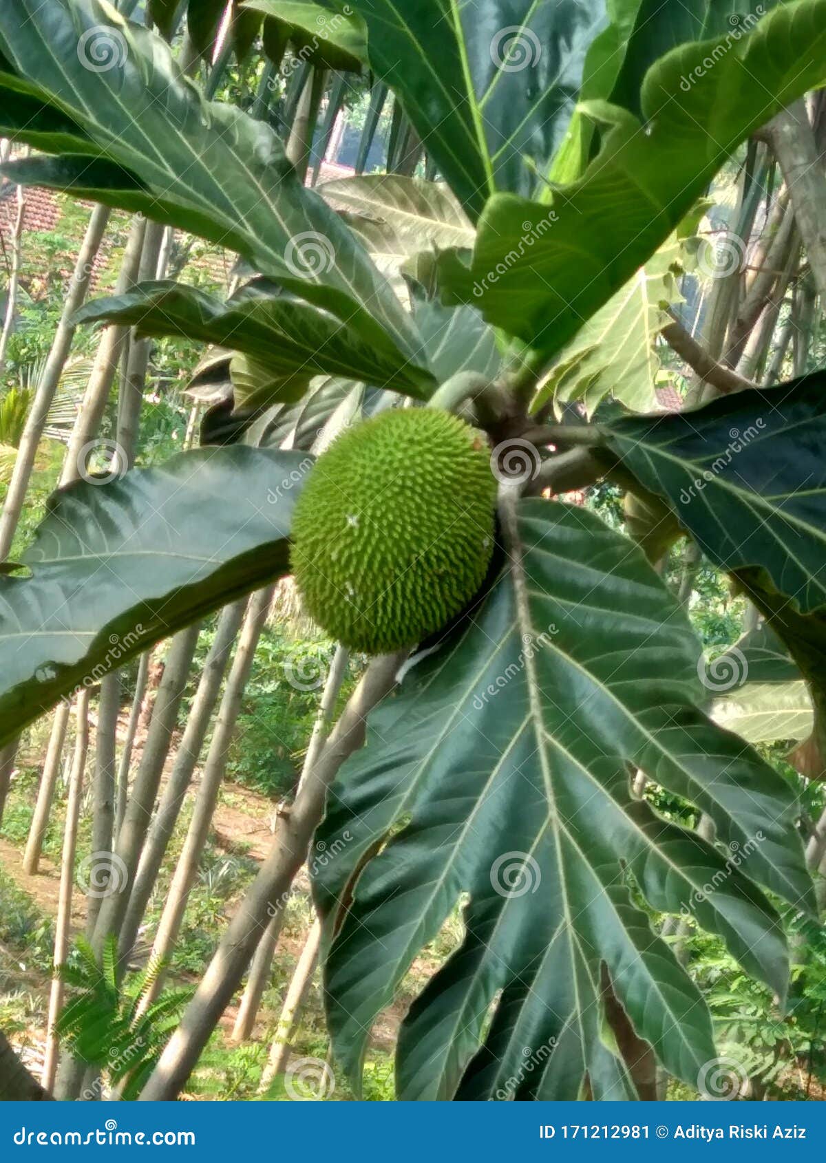 artocarpus camansi kluwih hanging on the tree
