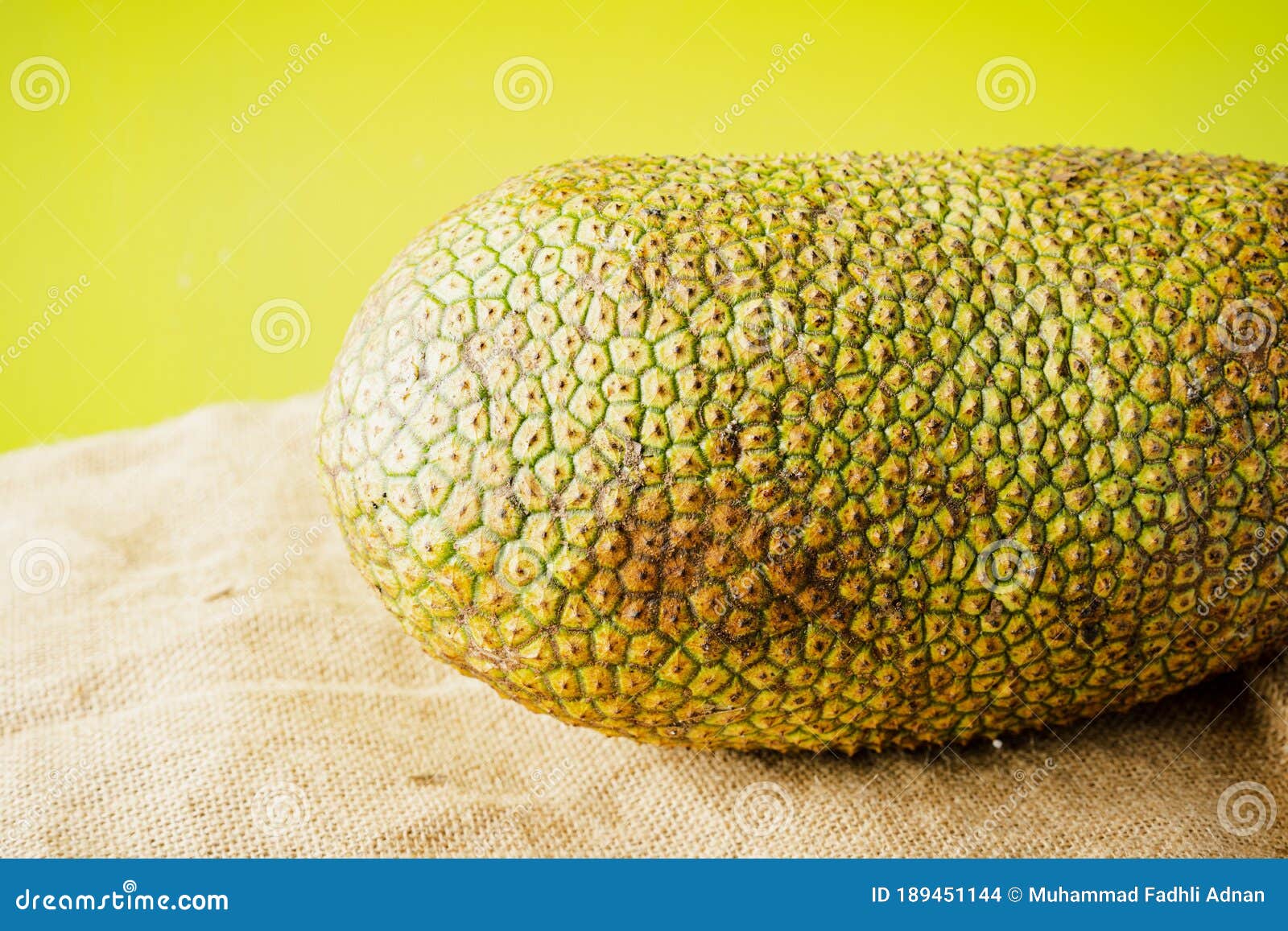 artocarpus integer, commonly known as chempedak or cempedak