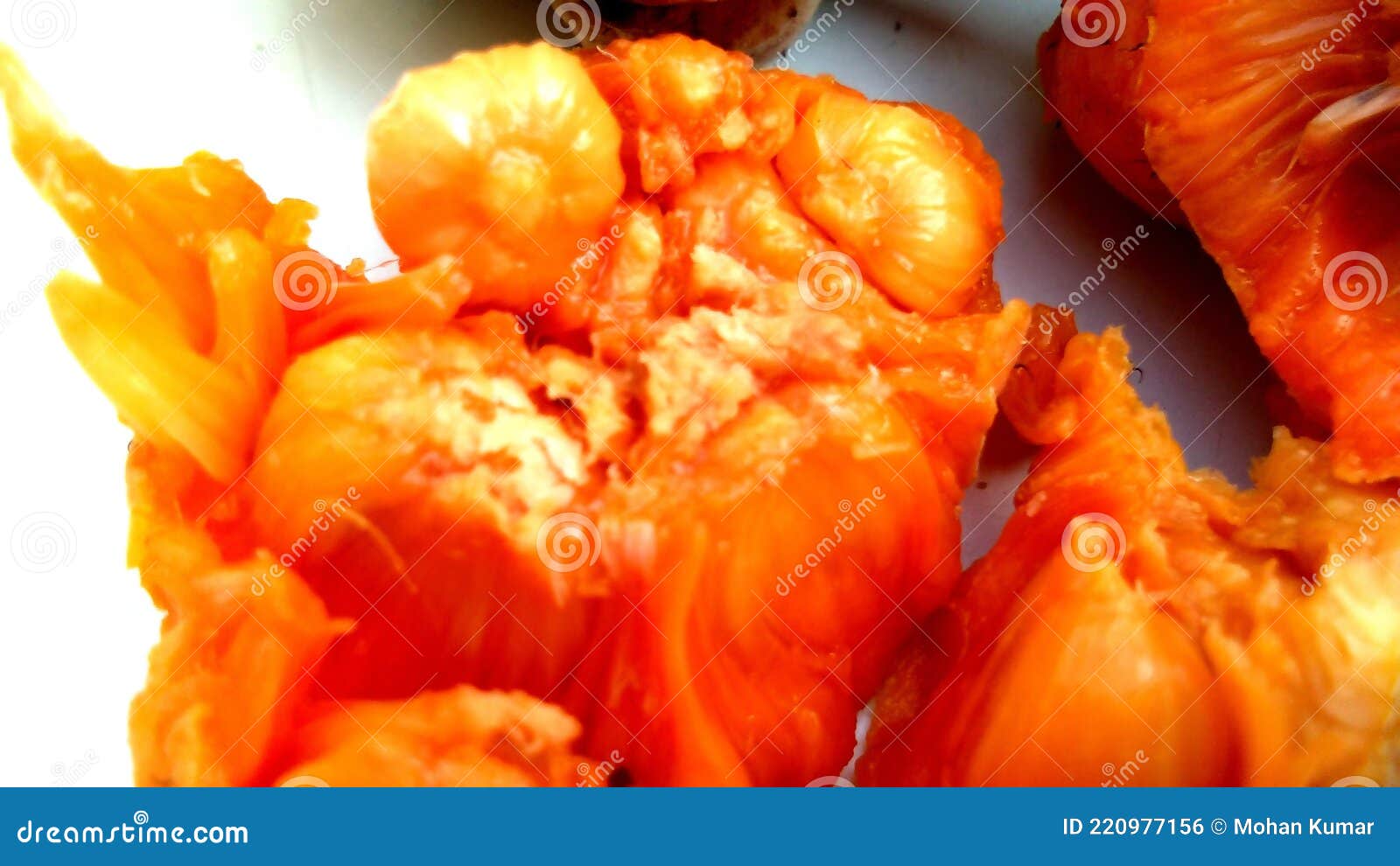 artocarpus lacucha barhar mankey fruit stock