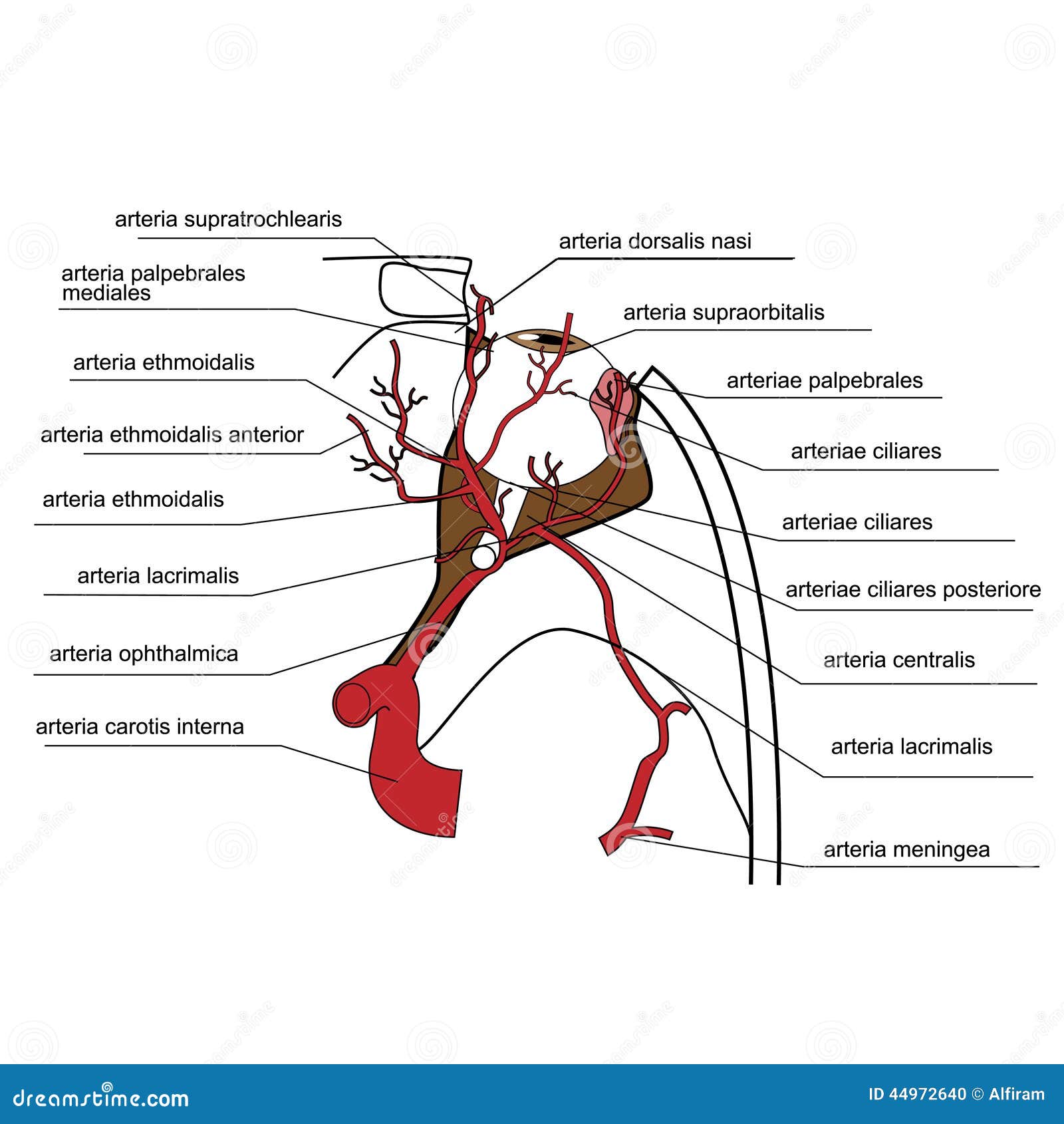 Кровообращение зрения. Глазная артерия анатомия. Ветви глазничной артерии анатомия. Arteria ophthalmica схема. Кровоснабжение глаза.