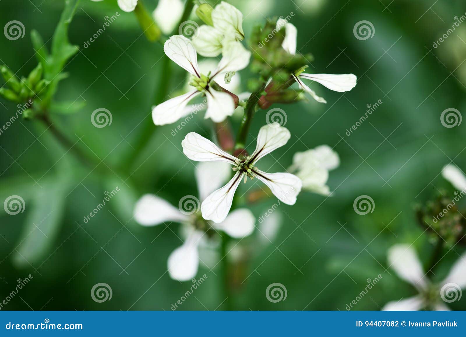 arugula flower. eruca lativa plant. rucola blossom. farmland arugula. rocket salad. food spice and herbs. spring garden in