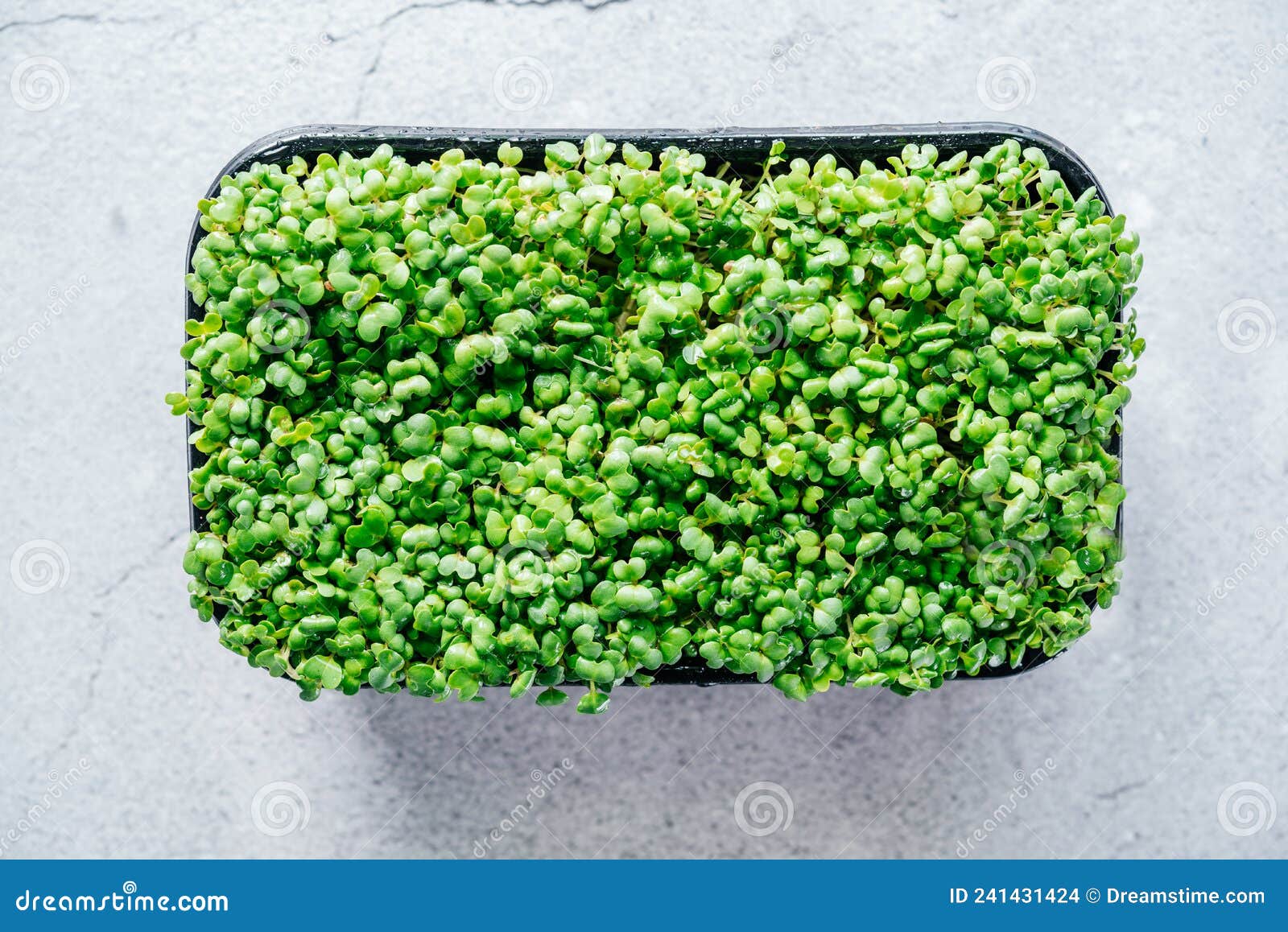 arugula microgreens sprouts in plastic container top view