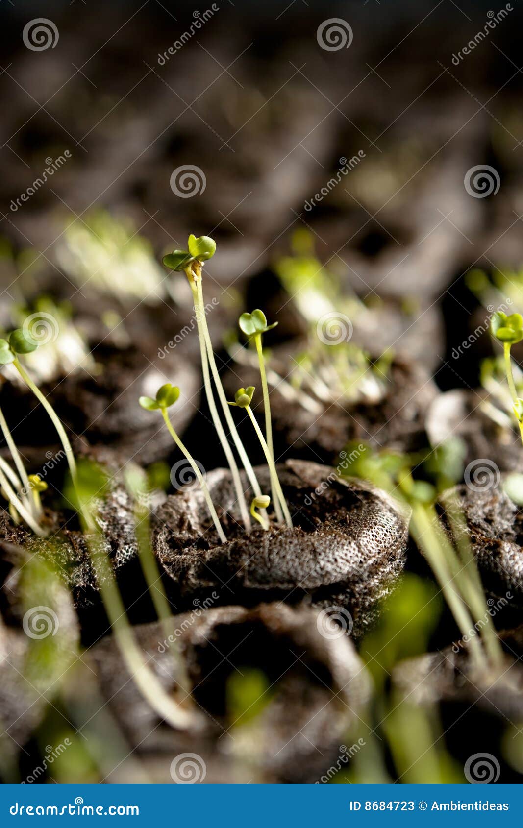 Arugula Sprouts stock image. Image of grow, macro, sprout 8684723