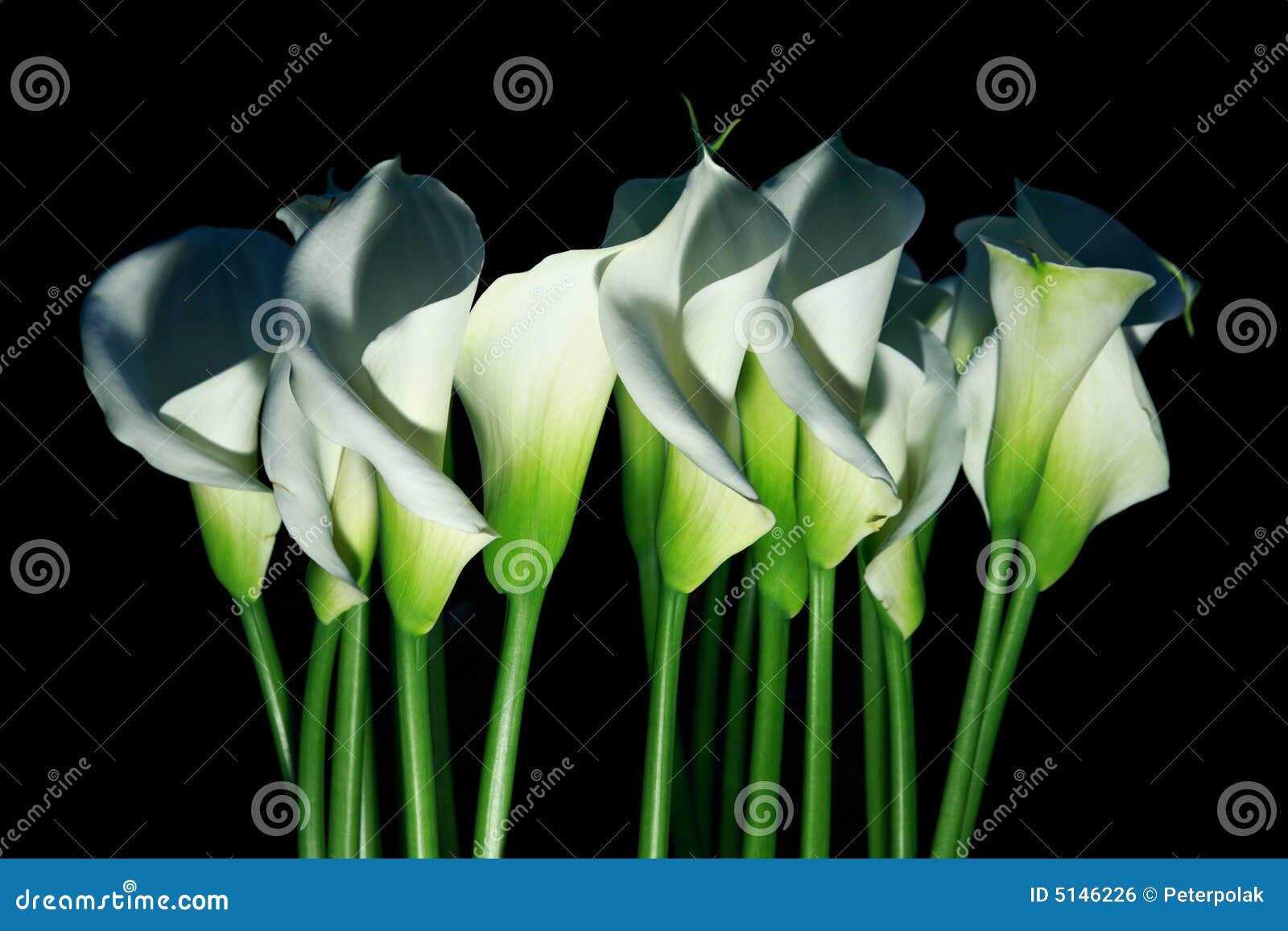 arum lilies (zantedeschia aethiopica) a.k.a. calla