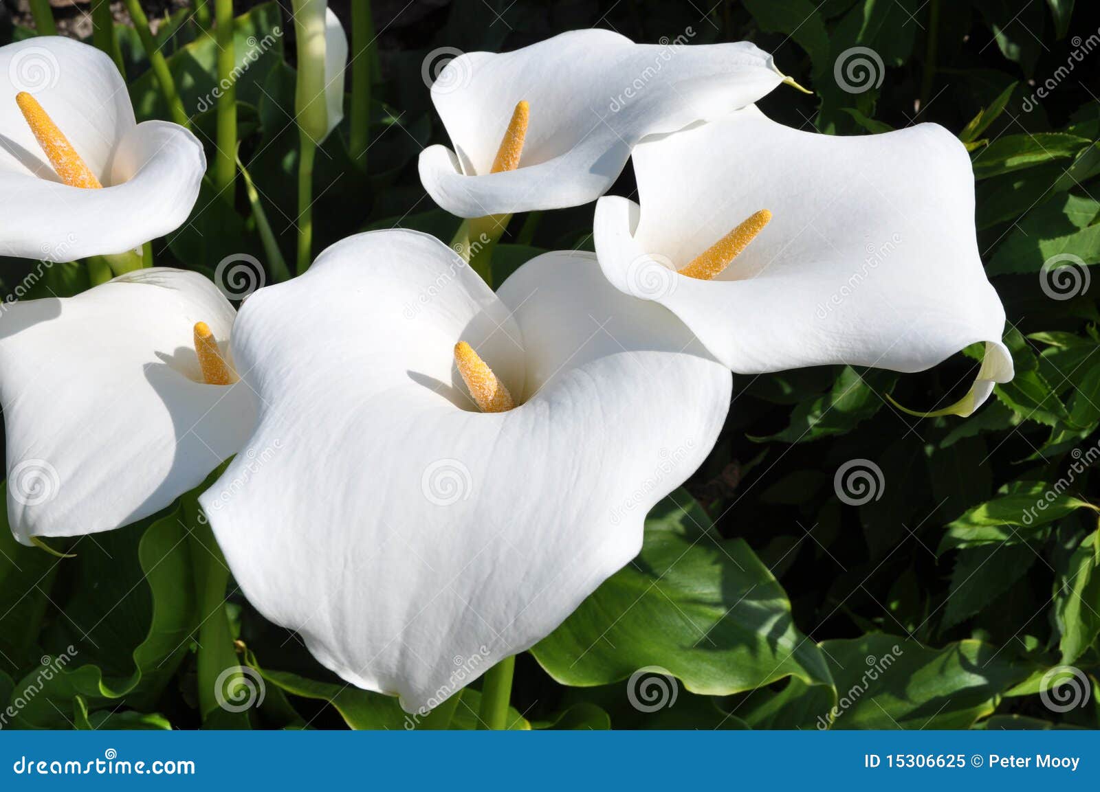 Arum Lilly Group with Yellow Spadix Stock Image - Image of fleshy ...