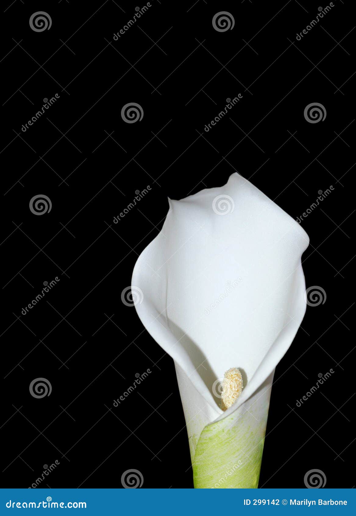 the arum lily