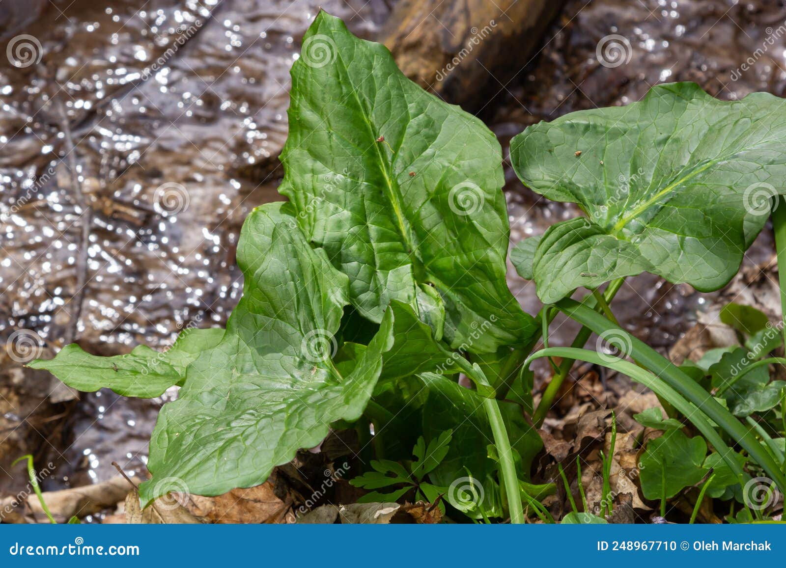 arum maculatum in habitat. aka snakeshead, adder's root, wild arum, arum lily, lords-and-ladies, devils and angels