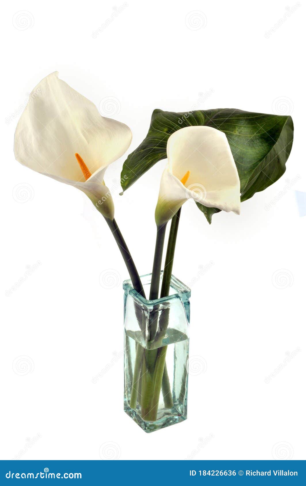 arums in a vase on a white background