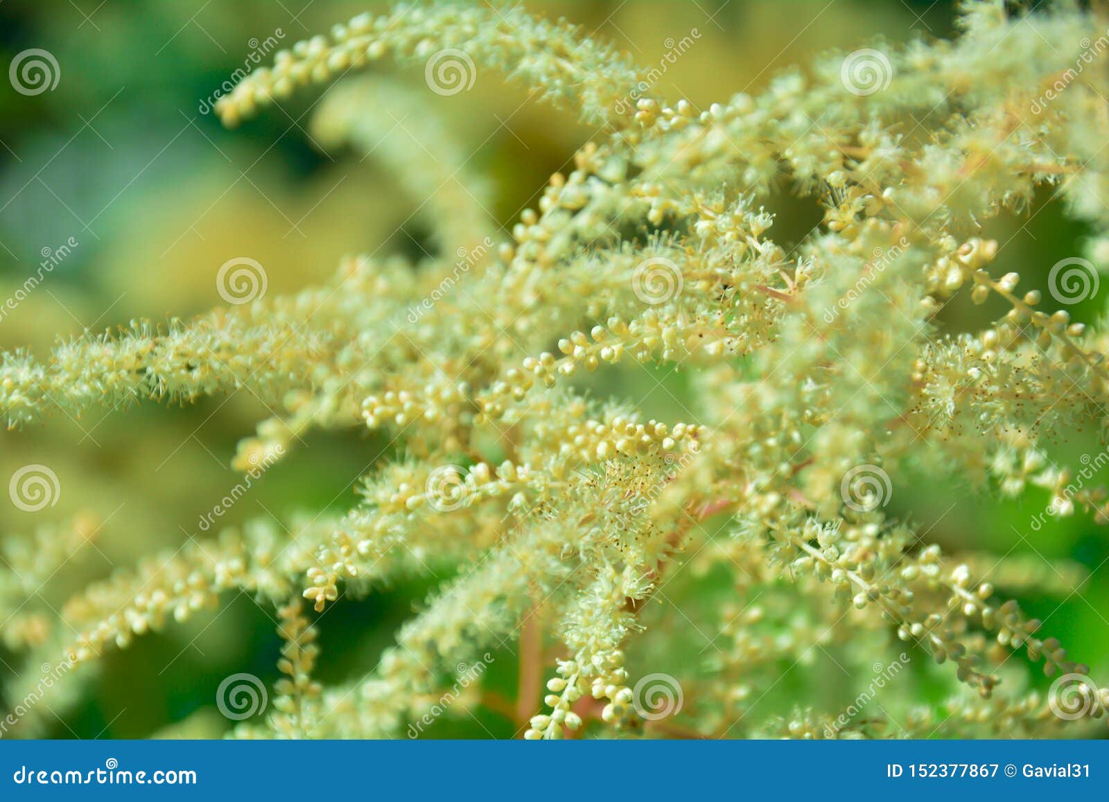 aruncus dioicus or goat beard white plant close up . fluffy white. abstract natural background