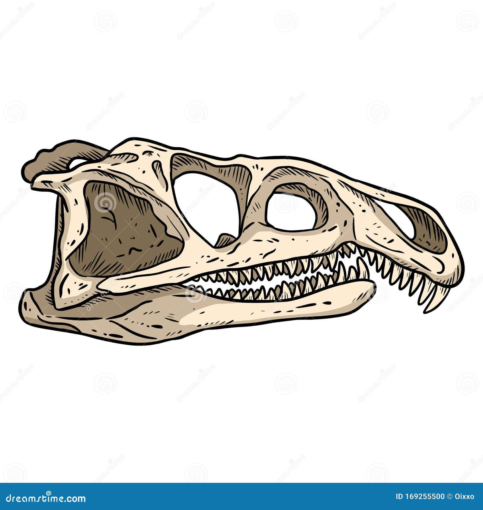 Arzosauro Rossicus Fosilist Dibujo a Mano Dibujo Del Cráneo Dibujo Fósil De  Los Dinosaurios Reptidos Arzosauridos Carnívoros Ilustración del Vector -  Ilustración de mano, monstruo: 169255500