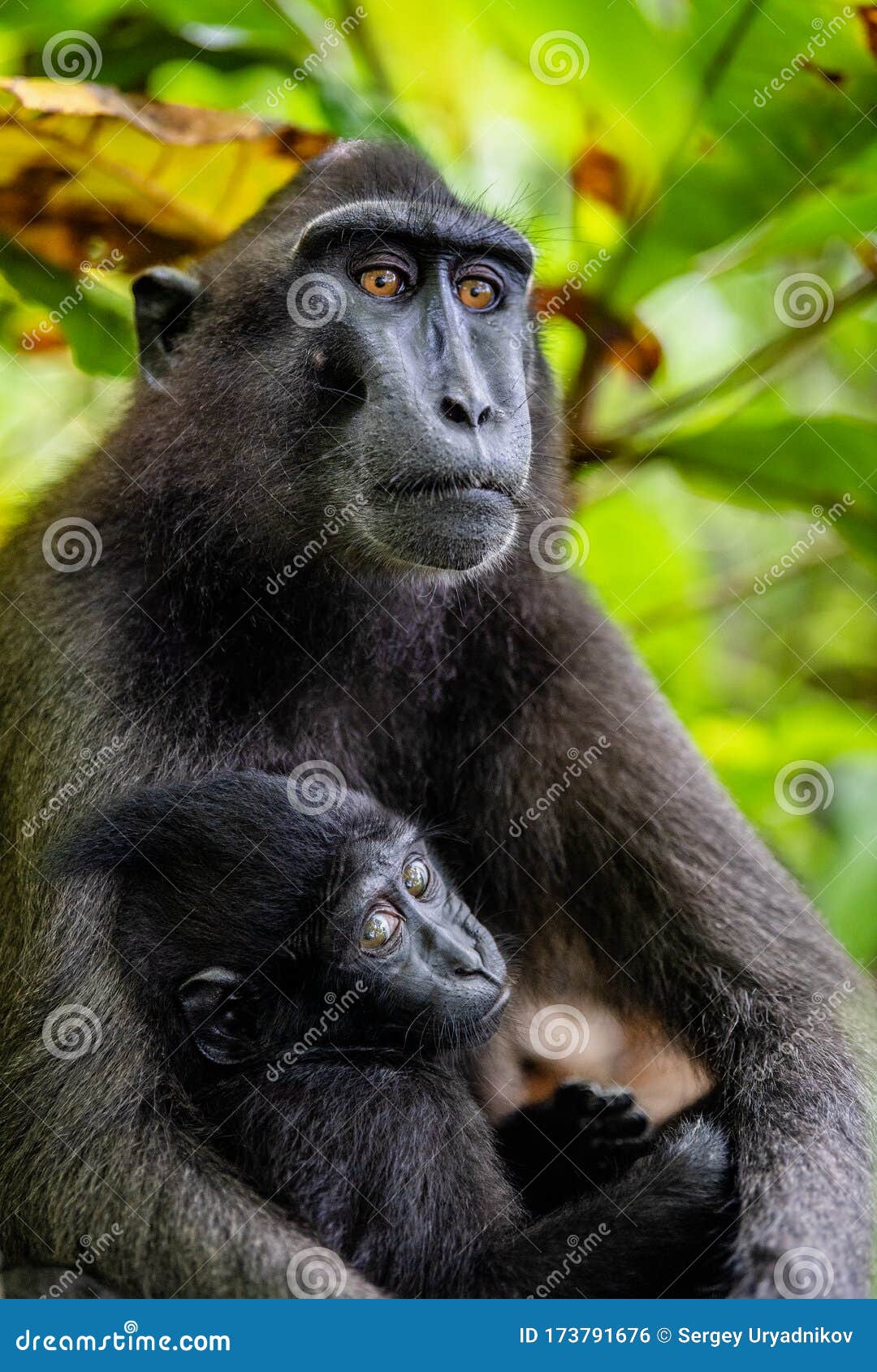 Celebração com o nascimento de um macaco-negro-de-sulawesi