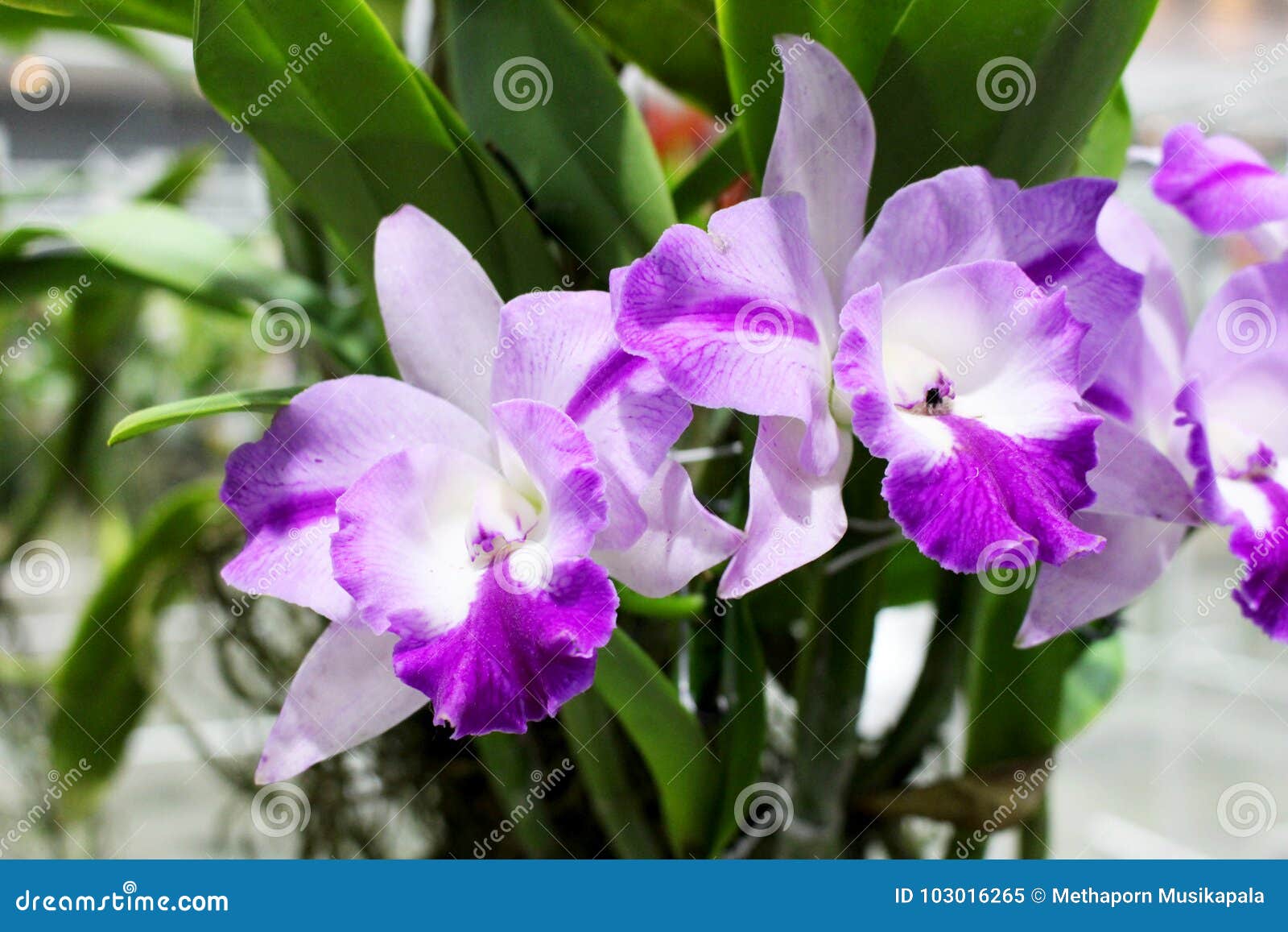 As Cores Roxas E Brancas De Orquídeas De Cattleya Florescem Com Fundo Verde  Da Folha Das Orquídeas Imagem de Stock - Imagem de banguecoque, justo:  103016265