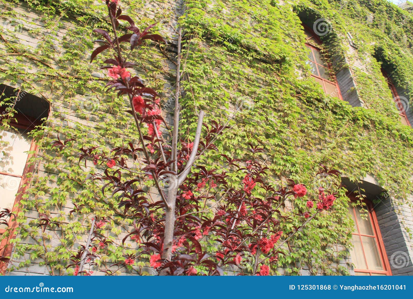 spring of luhe middle school in tongzhou district, beijing, china