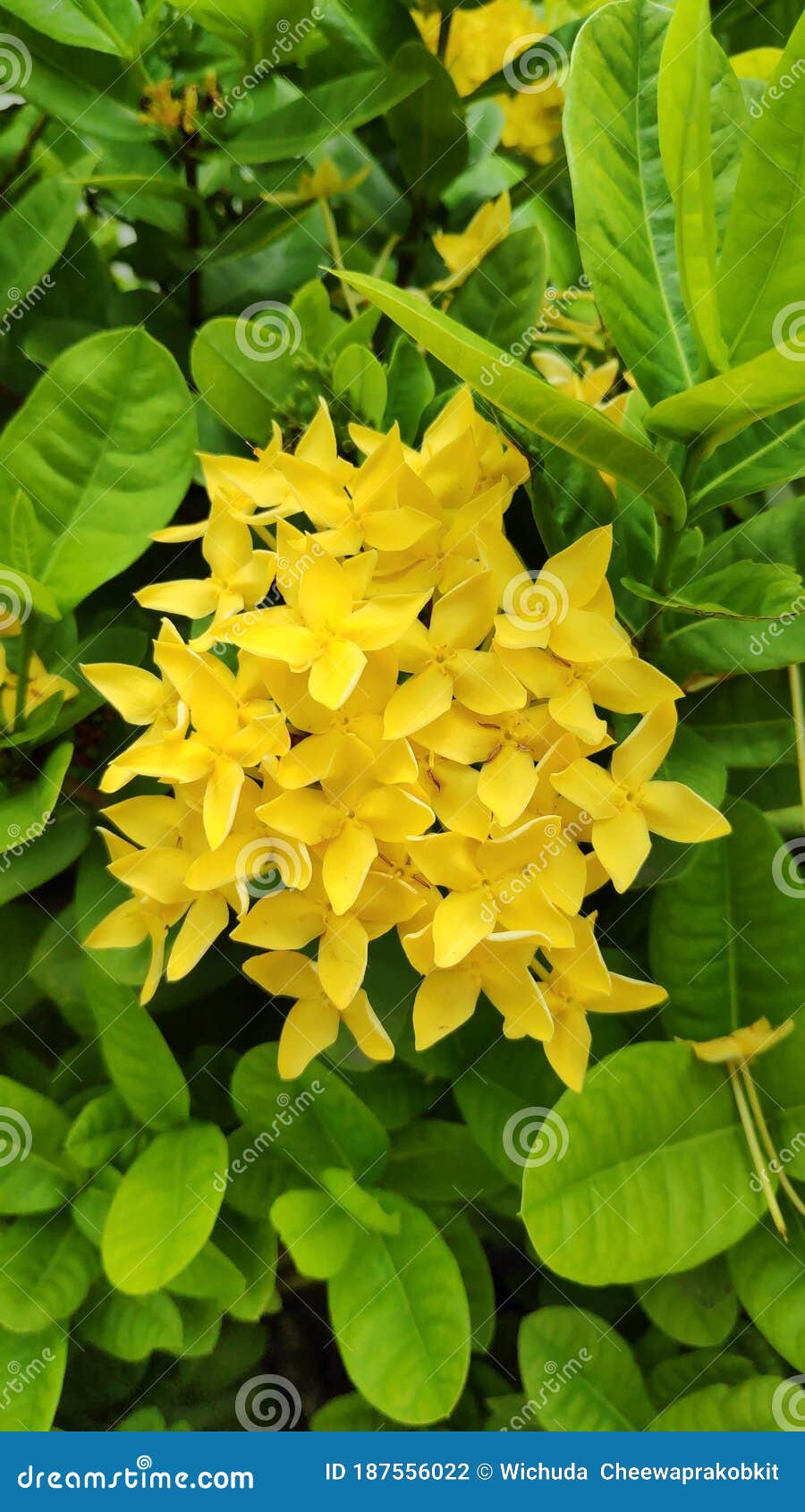 As Flores Amarelas Ixora São Flores Coloridas E Ervas. Foto de Stock -  Imagem de flor, botânica: 187556022